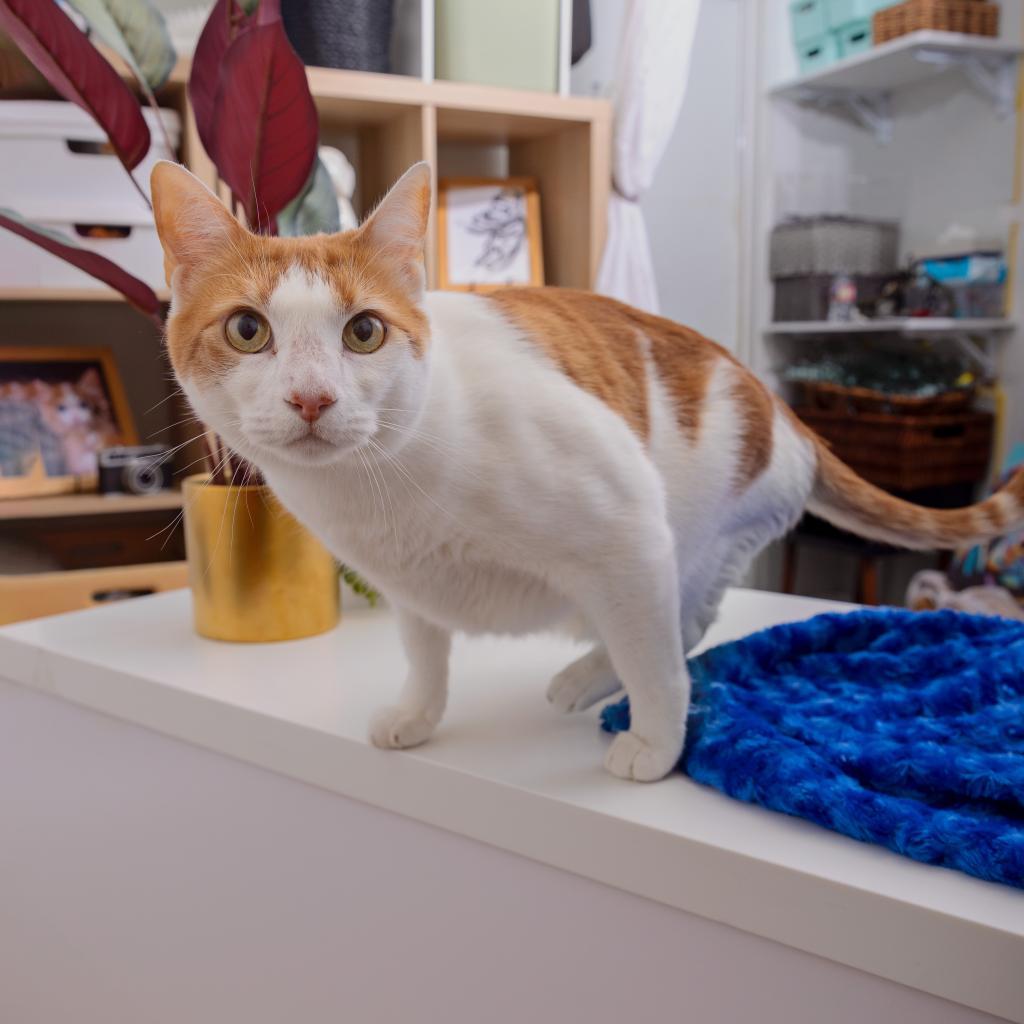 Enlarge Tiny, a Adoptable Domestic Short Hair in Los Angeles, CA image 4/5