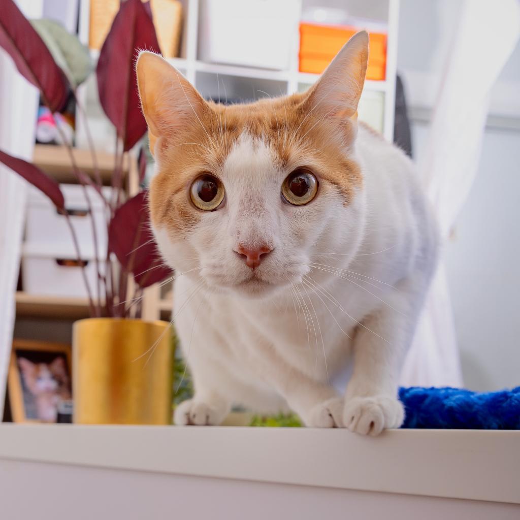 Enlarge Tiny, a Adoptable Domestic Short Hair in Los Angeles, CA image 5/5