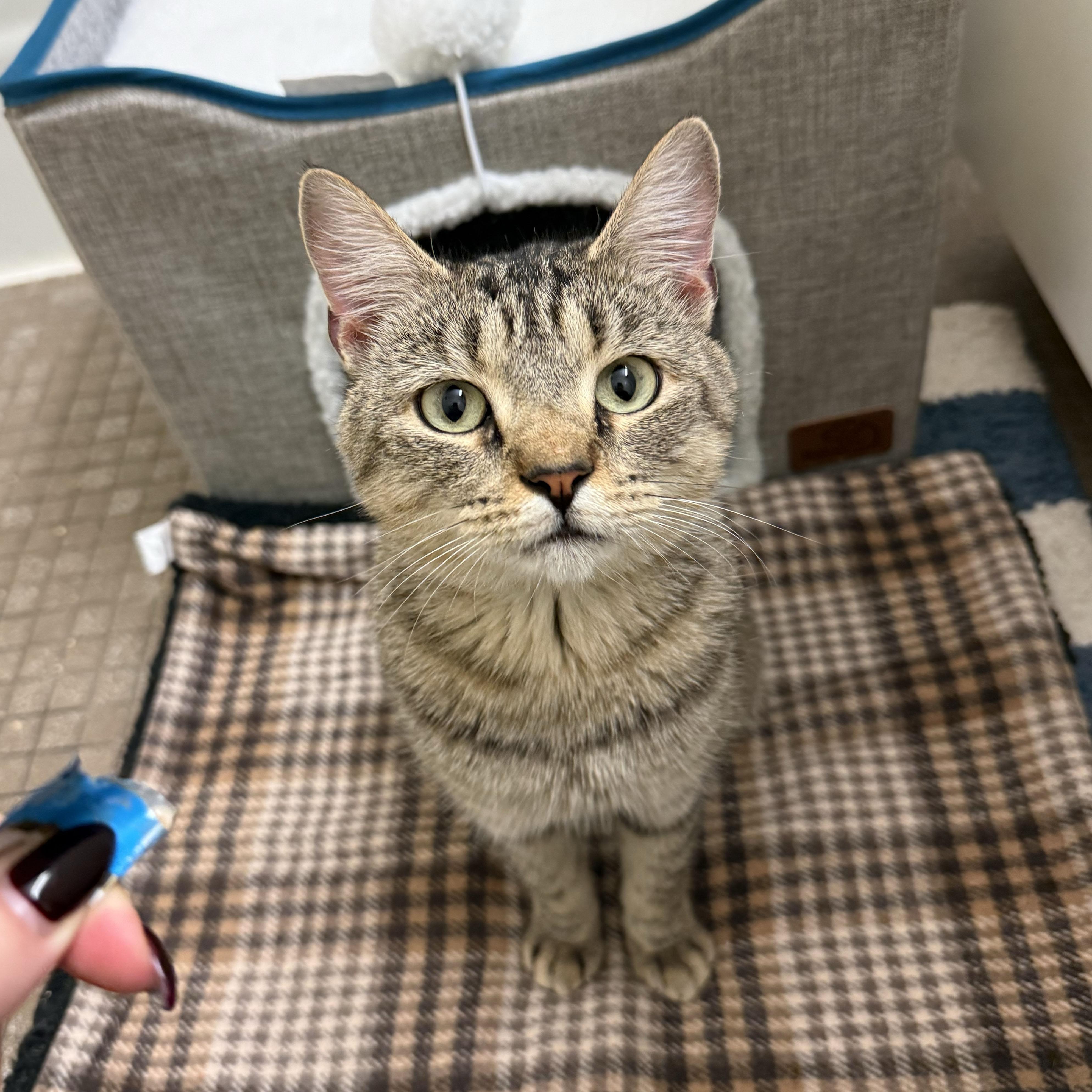 Enlarge Buster, a ADOPTABLE Domestic Short Hair in BROOKLYN, NY image 1/6