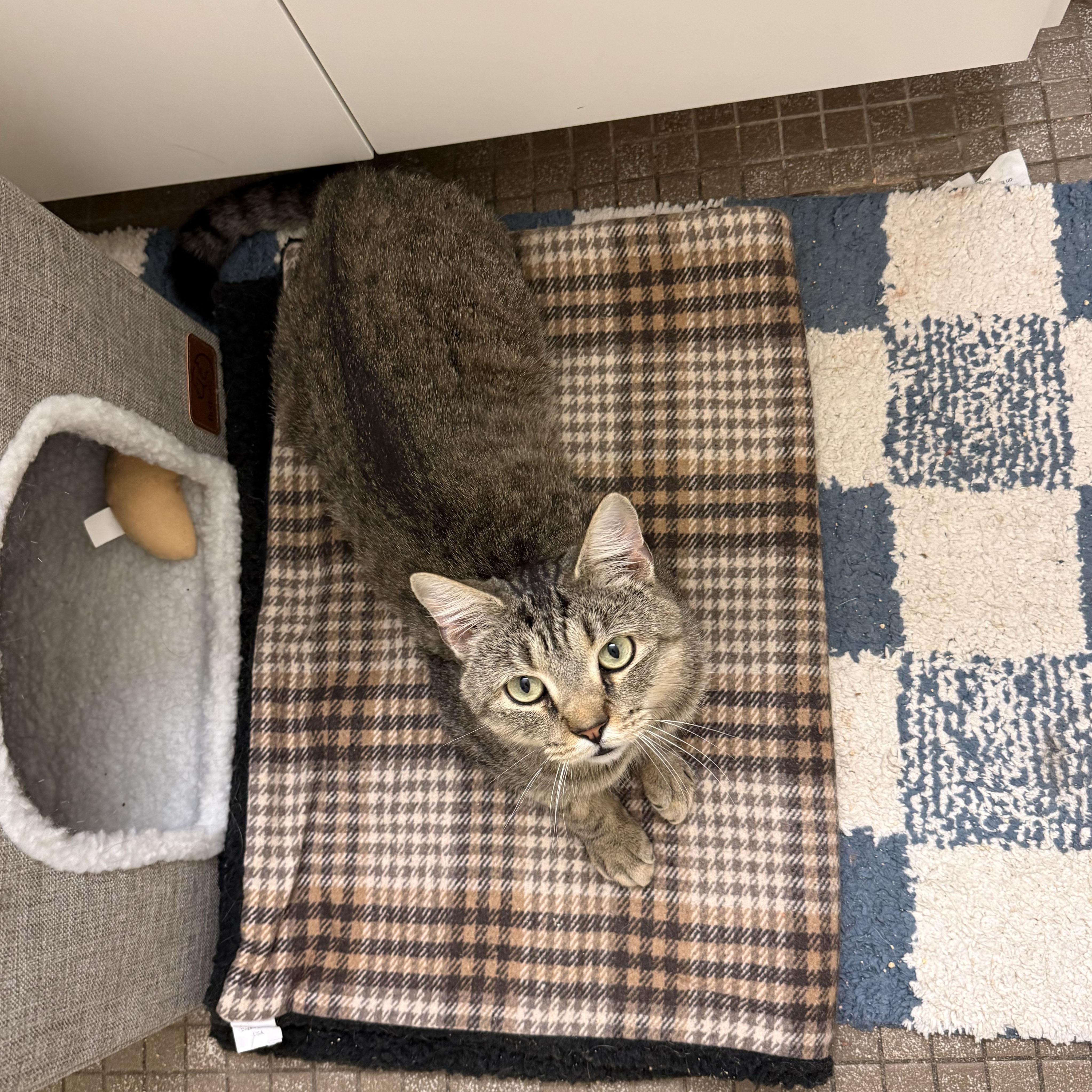 Enlarge Buster, a ADOPTABLE Domestic Short Hair in BROOKLYN, NY image 2/6