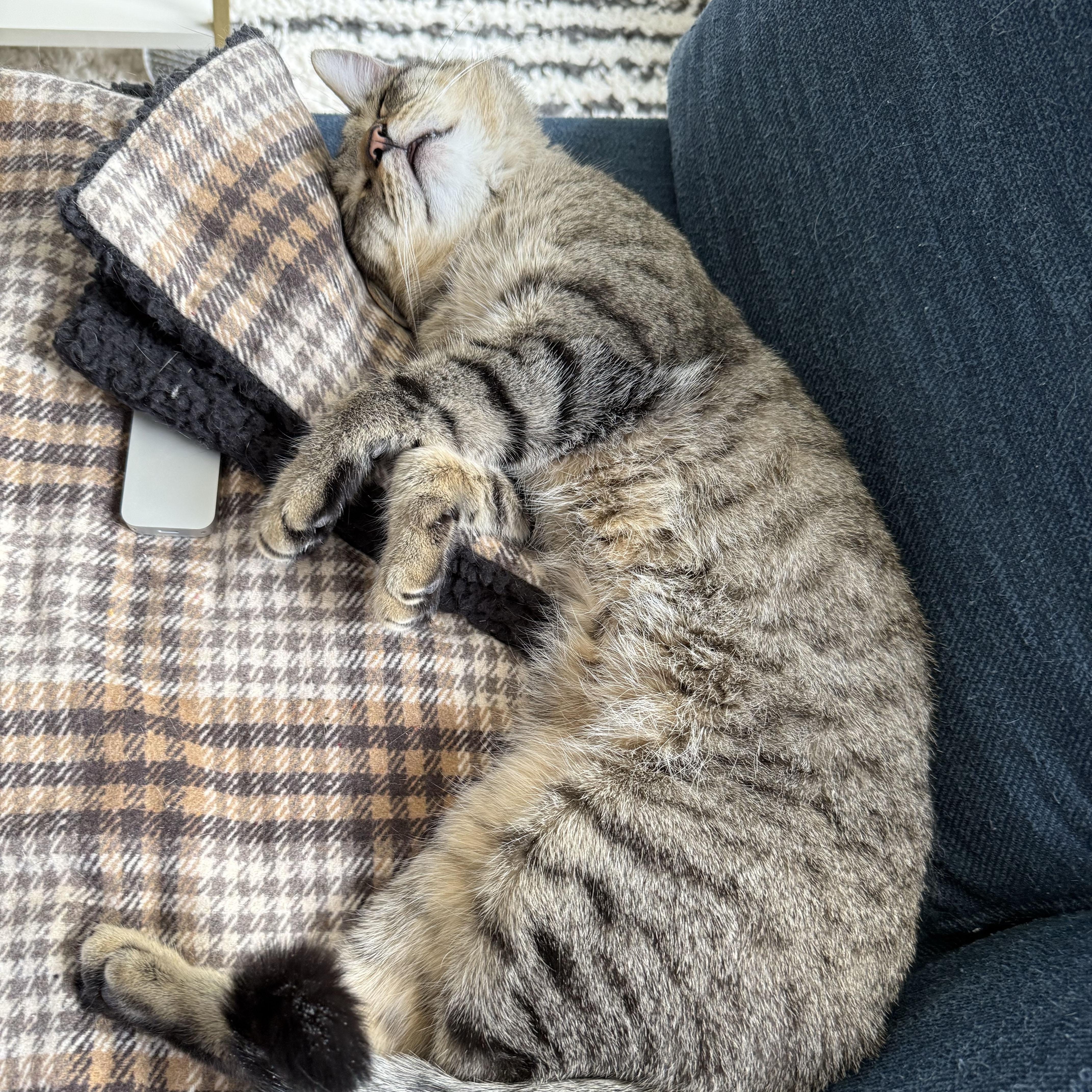 Enlarge Buster, a ADOPTABLE Domestic Short Hair in BROOKLYN, NY image 3/6