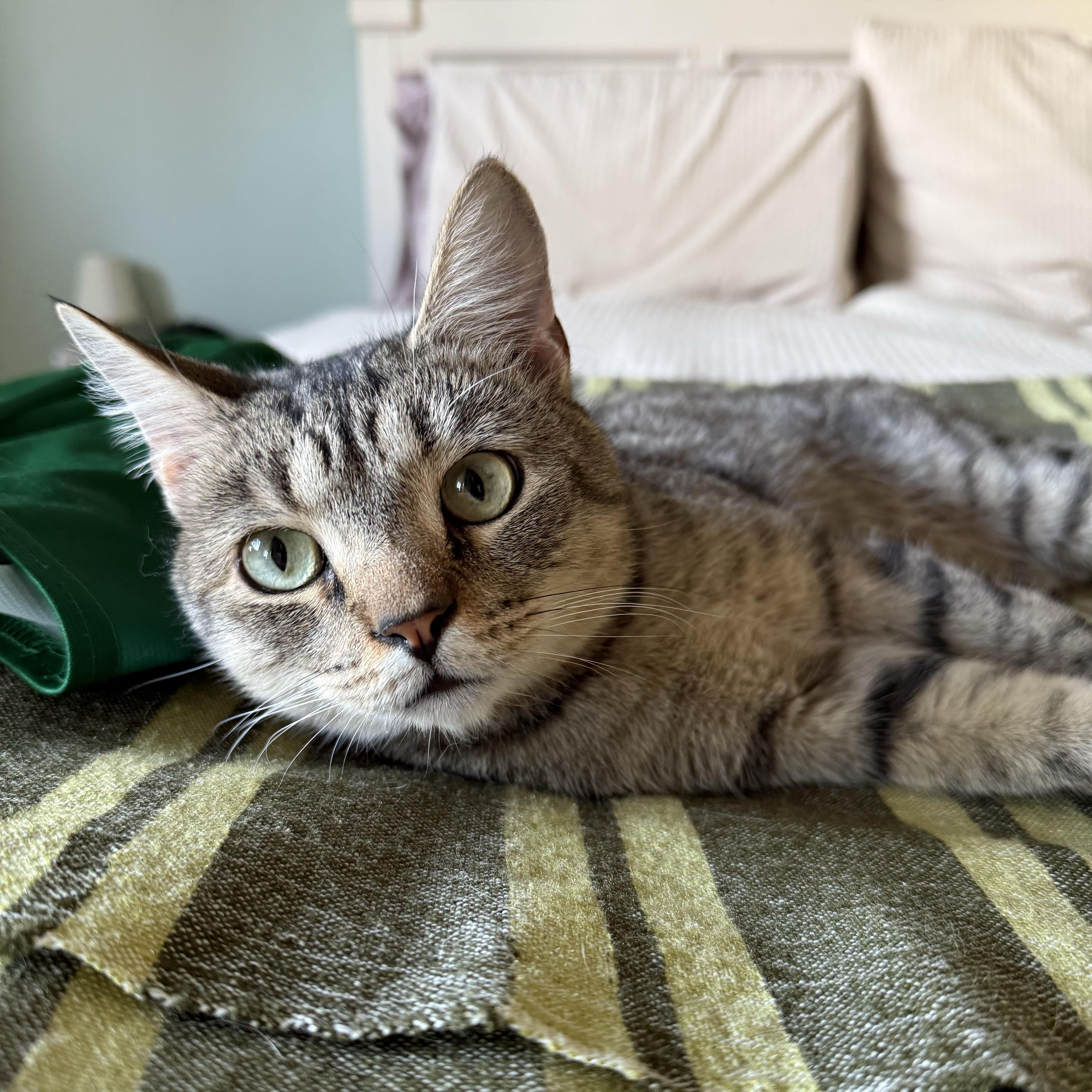 Enlarge Buster, a ADOPTABLE Domestic Short Hair in BROOKLYN, NY image 4/6