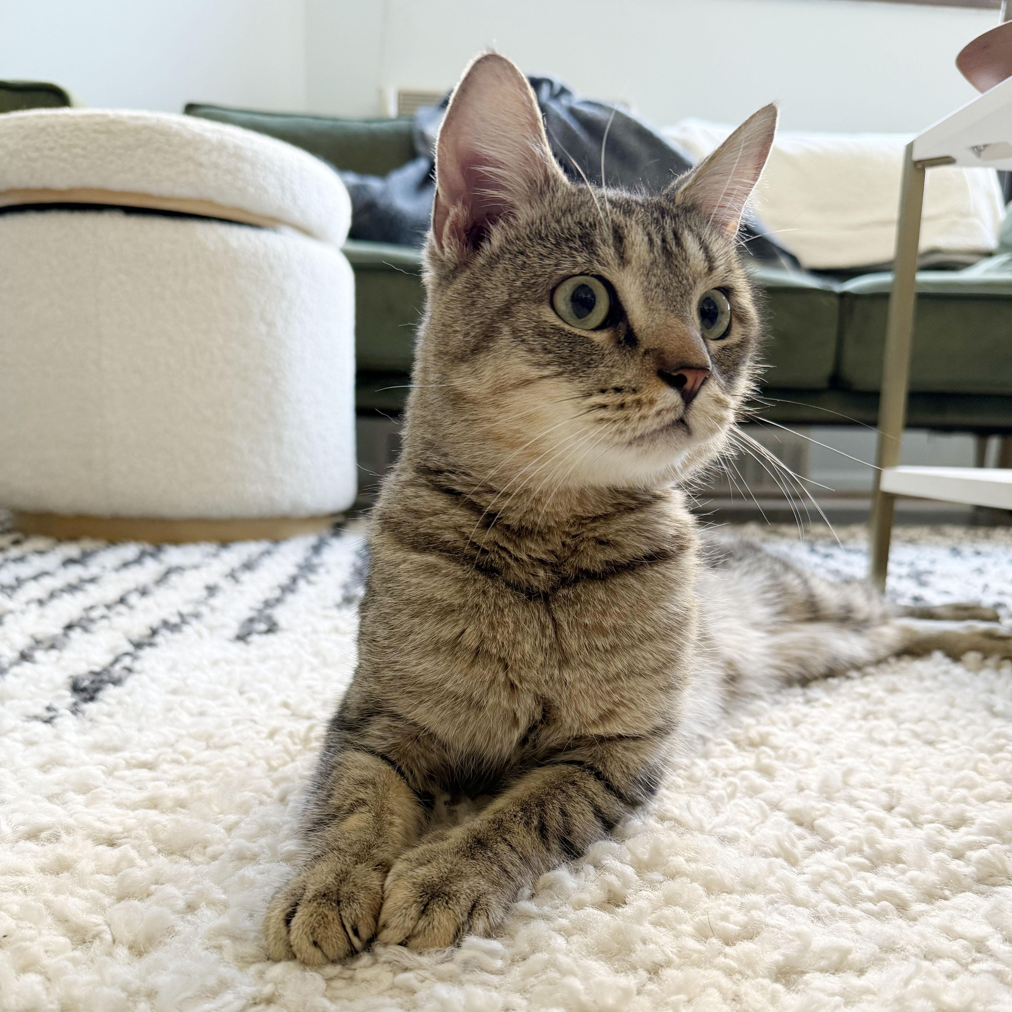 Enlarge Buster, a ADOPTABLE Domestic Short Hair in BROOKLYN, NY image 5/6