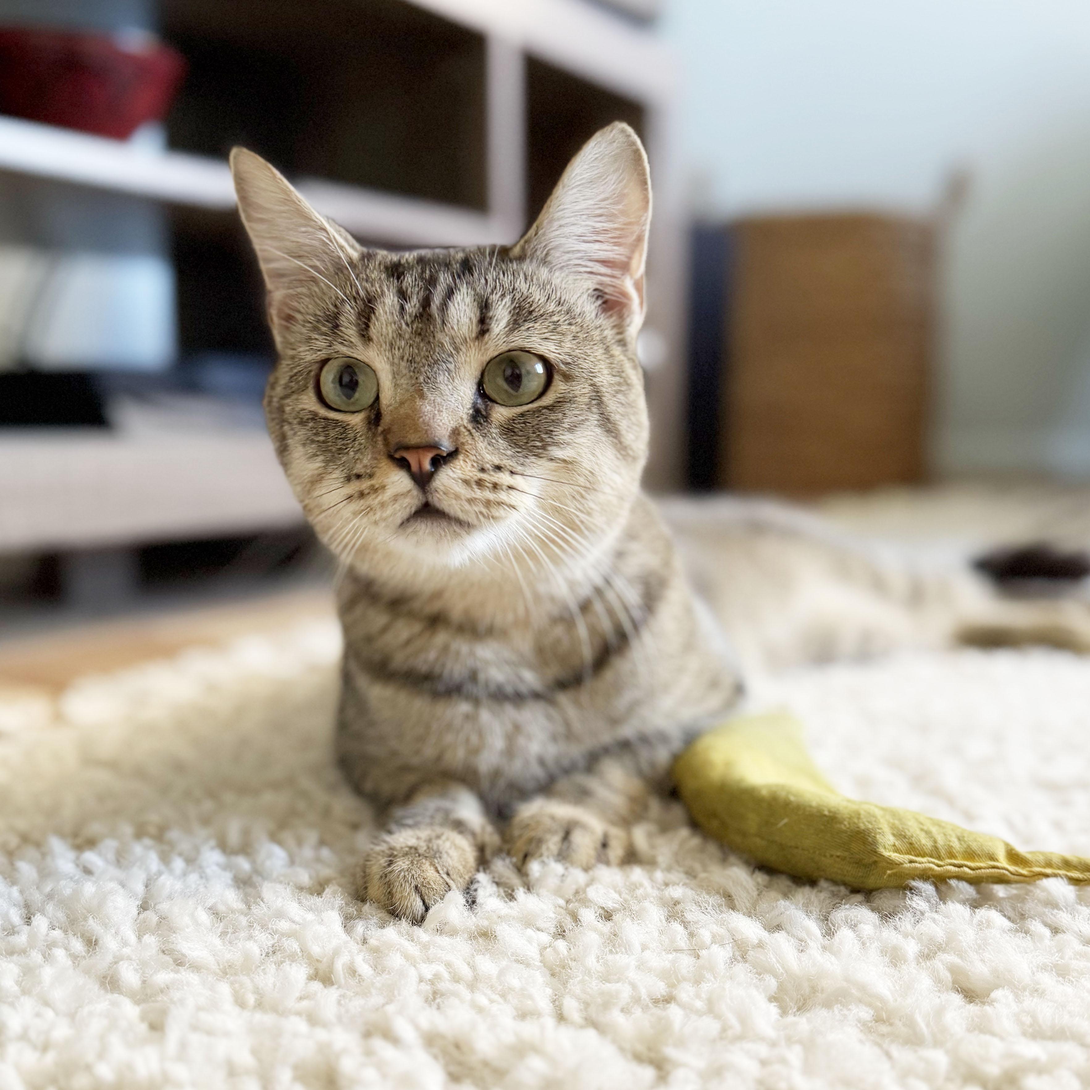 Enlarge Buster, a ADOPTABLE Domestic Short Hair in BROOKLYN, NY image 6/6
