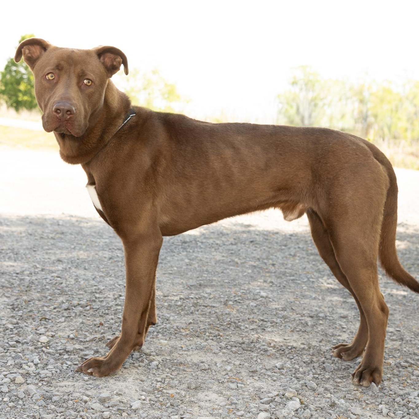 Enlarge Finn, a ADOPTABLE mixed breed in Lebanon, TN image 6/6