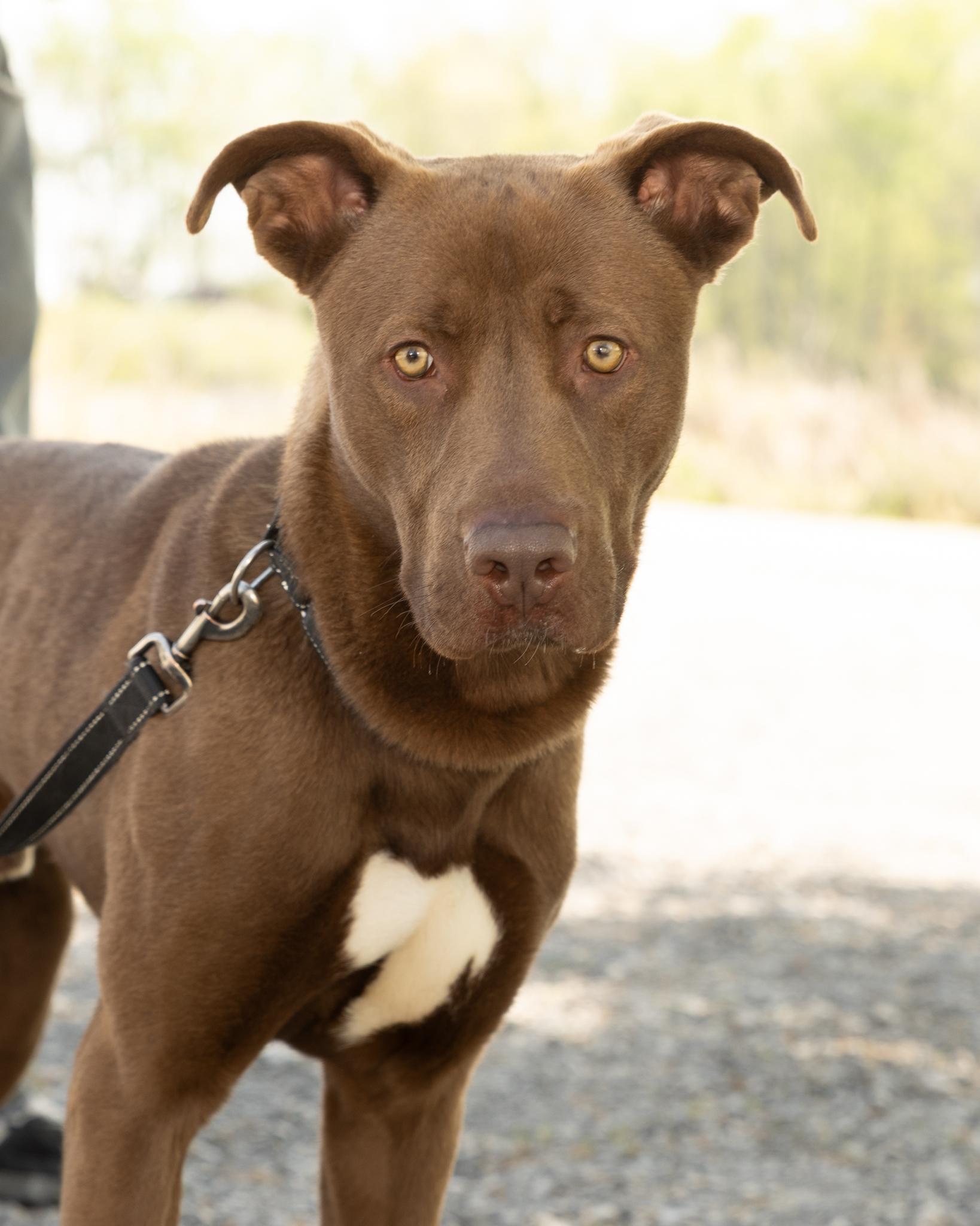 Enlarge Finn, a ADOPTABLE mixed breed in Lebanon, TN image 4/6