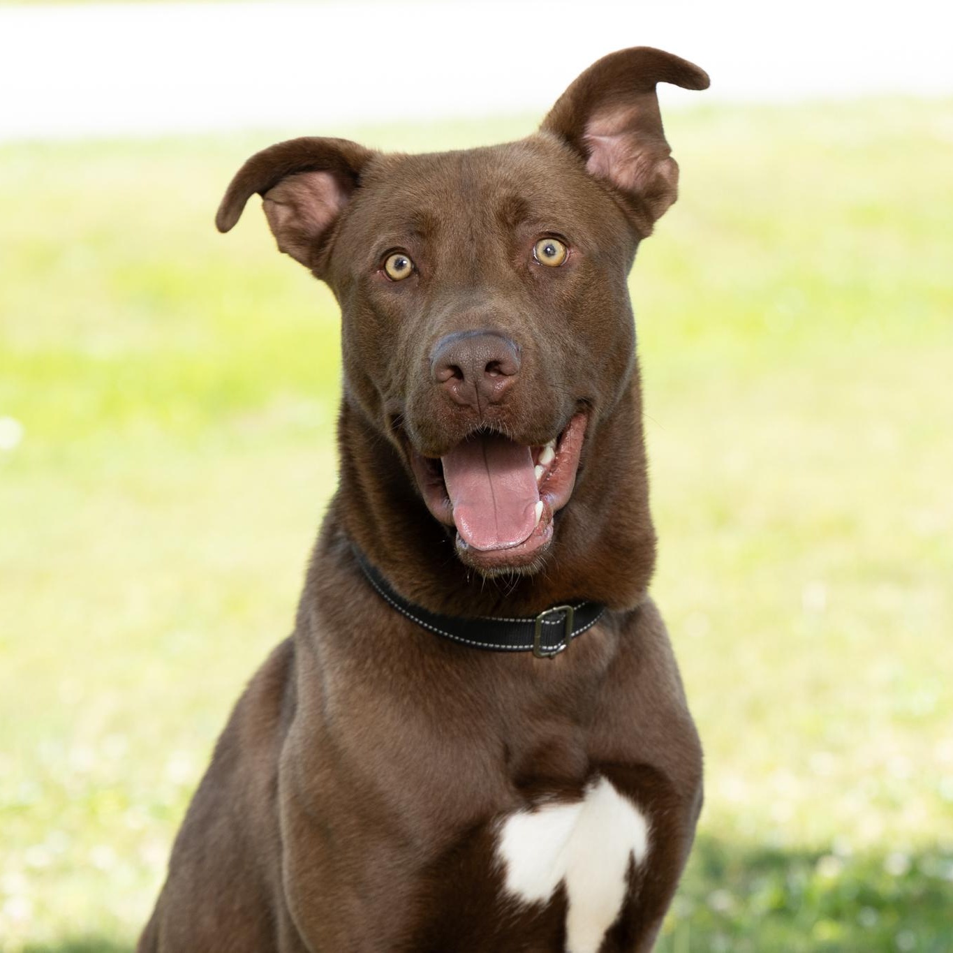 Finn, ADOPTABLE, Young Male Chocolate Labrador Retriever & Shepherd.