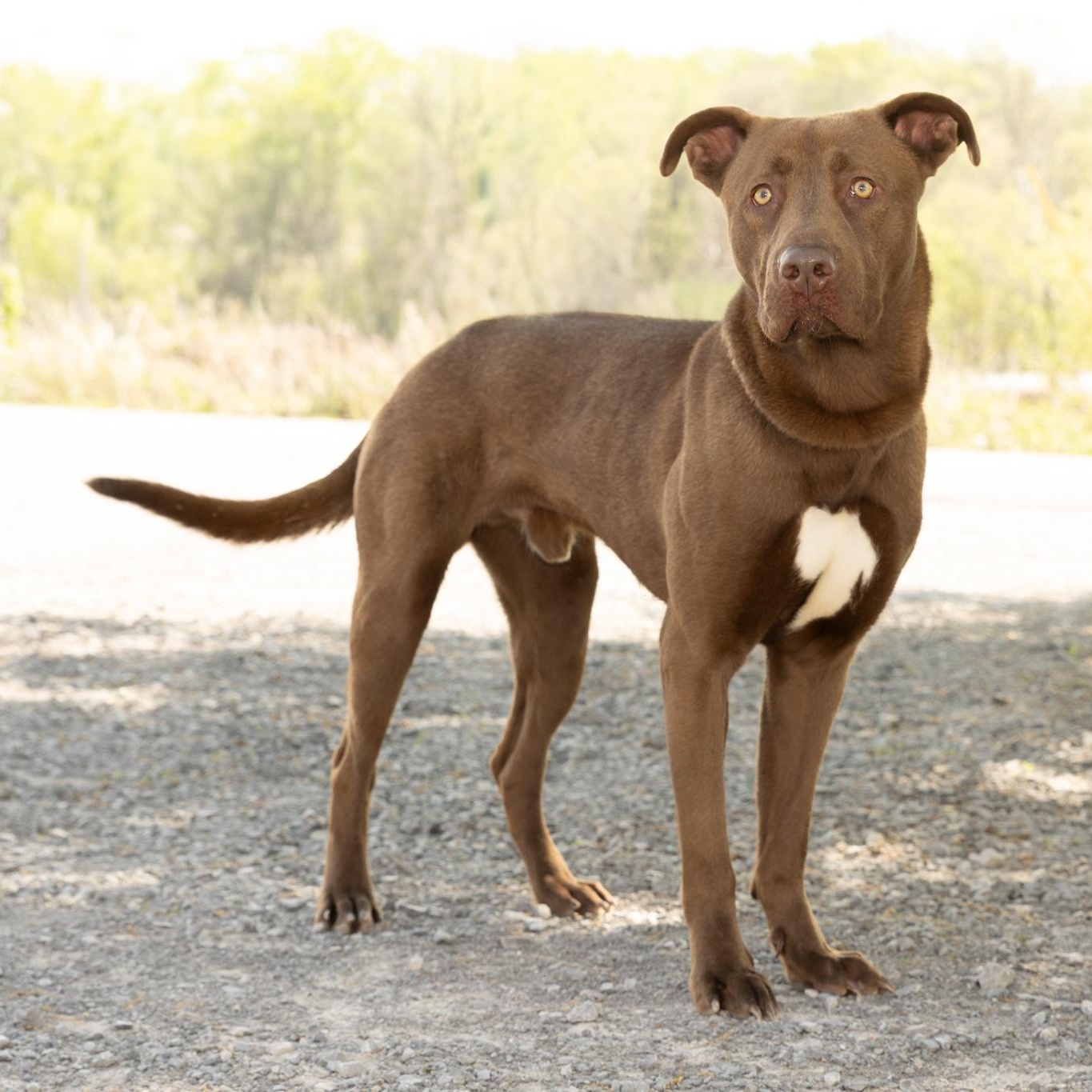 Enlarge Finn, a ADOPTABLE mixed breed in Lebanon, TN image 5/6