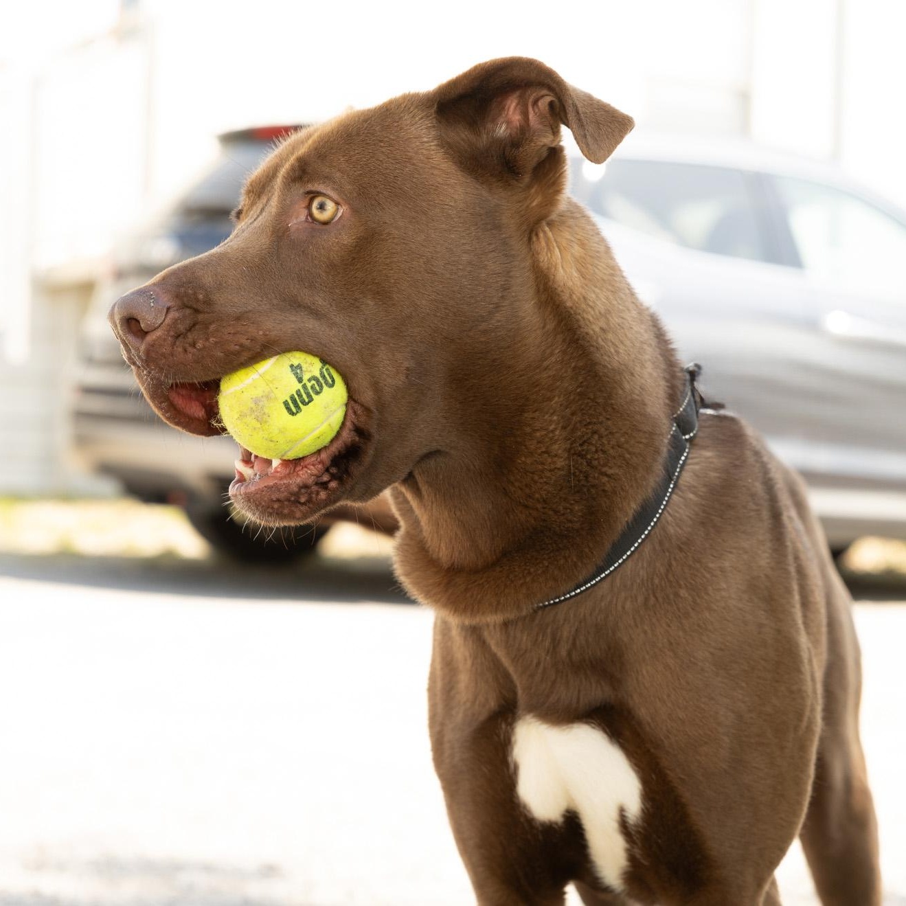 Enlarge Finn, a ADOPTABLE mixed breed in Lebanon, TN image 3/6