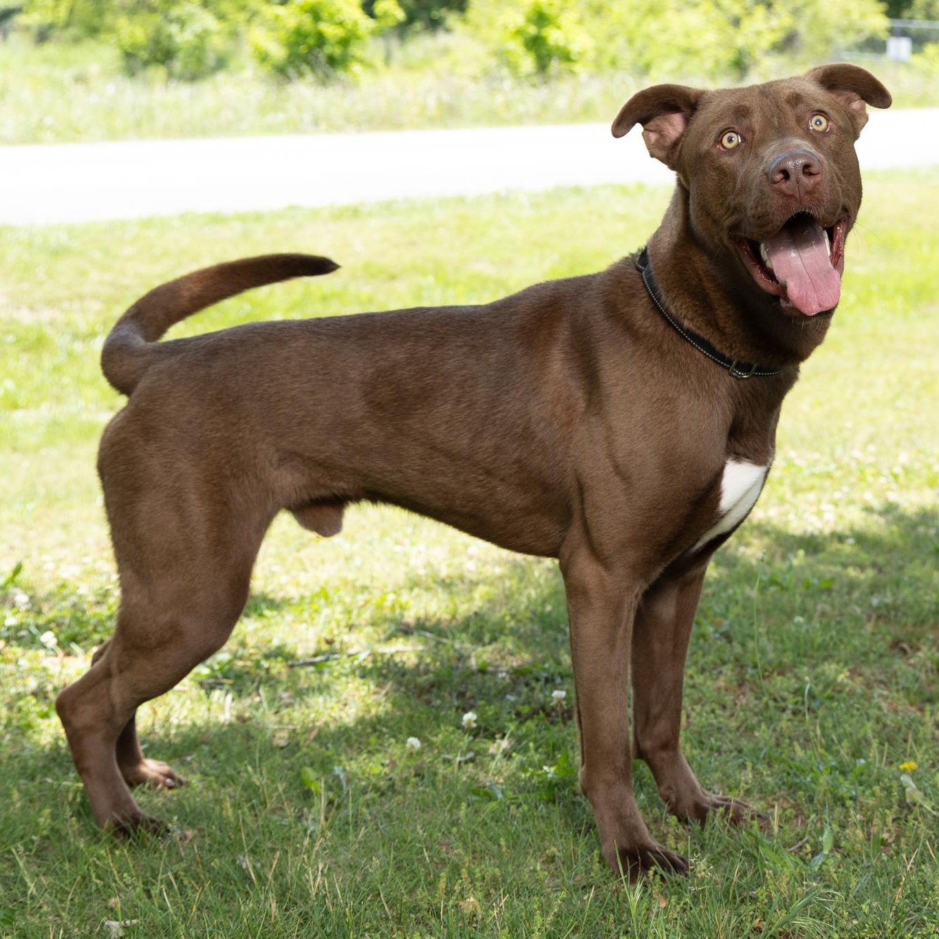 Enlarge Finn, a ADOPTABLE mixed breed in Lebanon, TN image 2/6