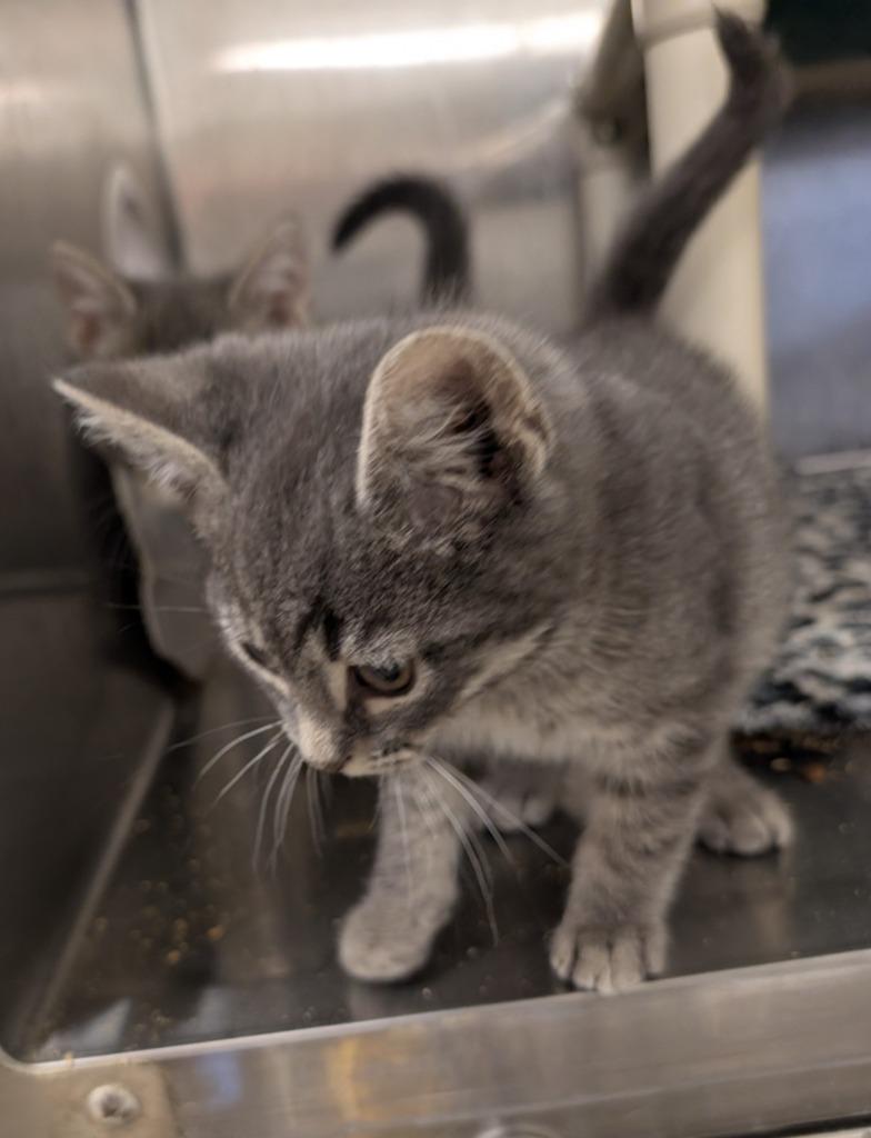 Tutter, Adopted, Kitten Male Domestic Short Hair.