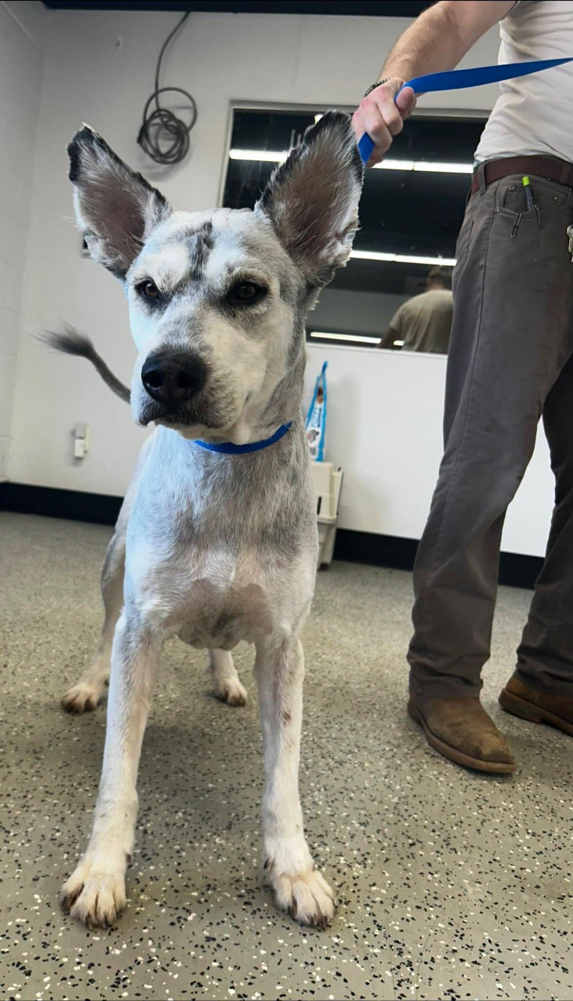 Chumbawamba, Adoptable, Adult Male Standard Poodle.