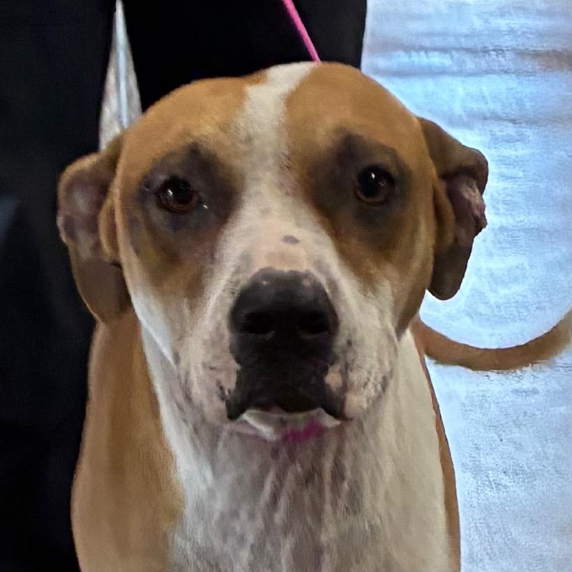 Enlarge Bella, a Adoptable mixed breed in Bronson, FL image 1/2