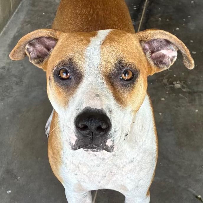 Enlarge Bella, a Adoptable mixed breed in Bronson, FL image 2/2