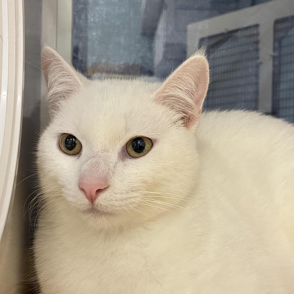 Enlarge Tony the Iceman, a Adoptable Domestic Short Hair in Redwood City, CA image 1/6