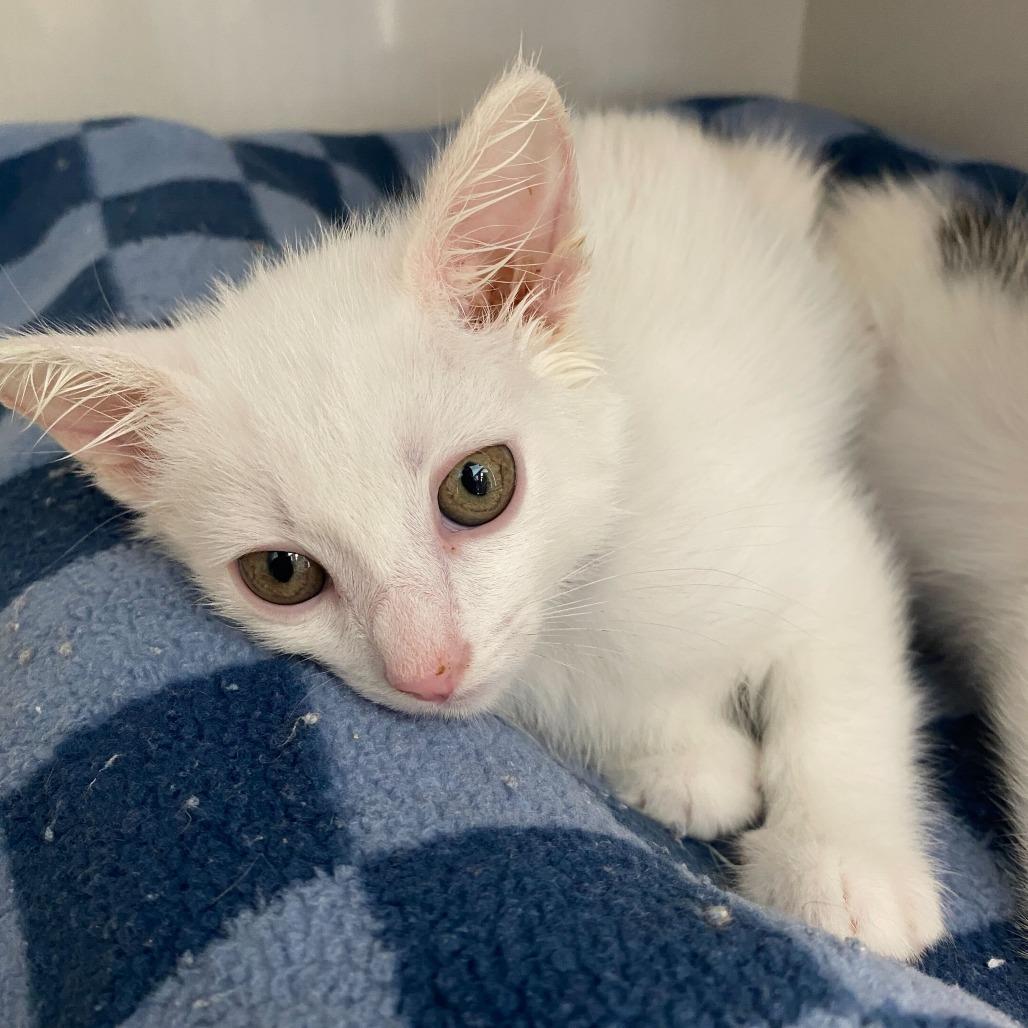 Enlarge Tony the Iceman, a Adoptable Domestic Short Hair in Redwood City, CA image 2/6