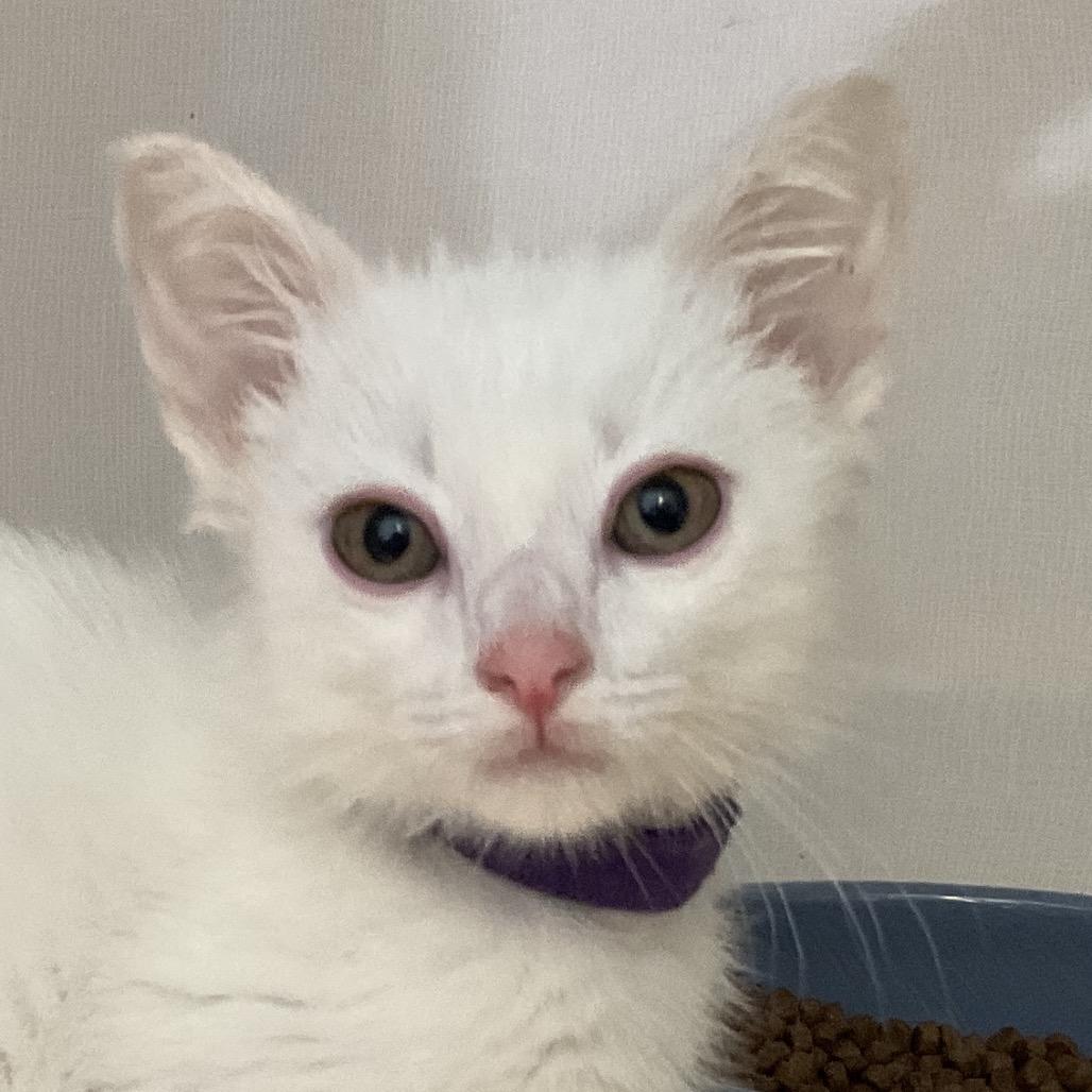 Enlarge Tony the Iceman, a Adoptable Domestic Short Hair in Redwood City, CA image 4/6