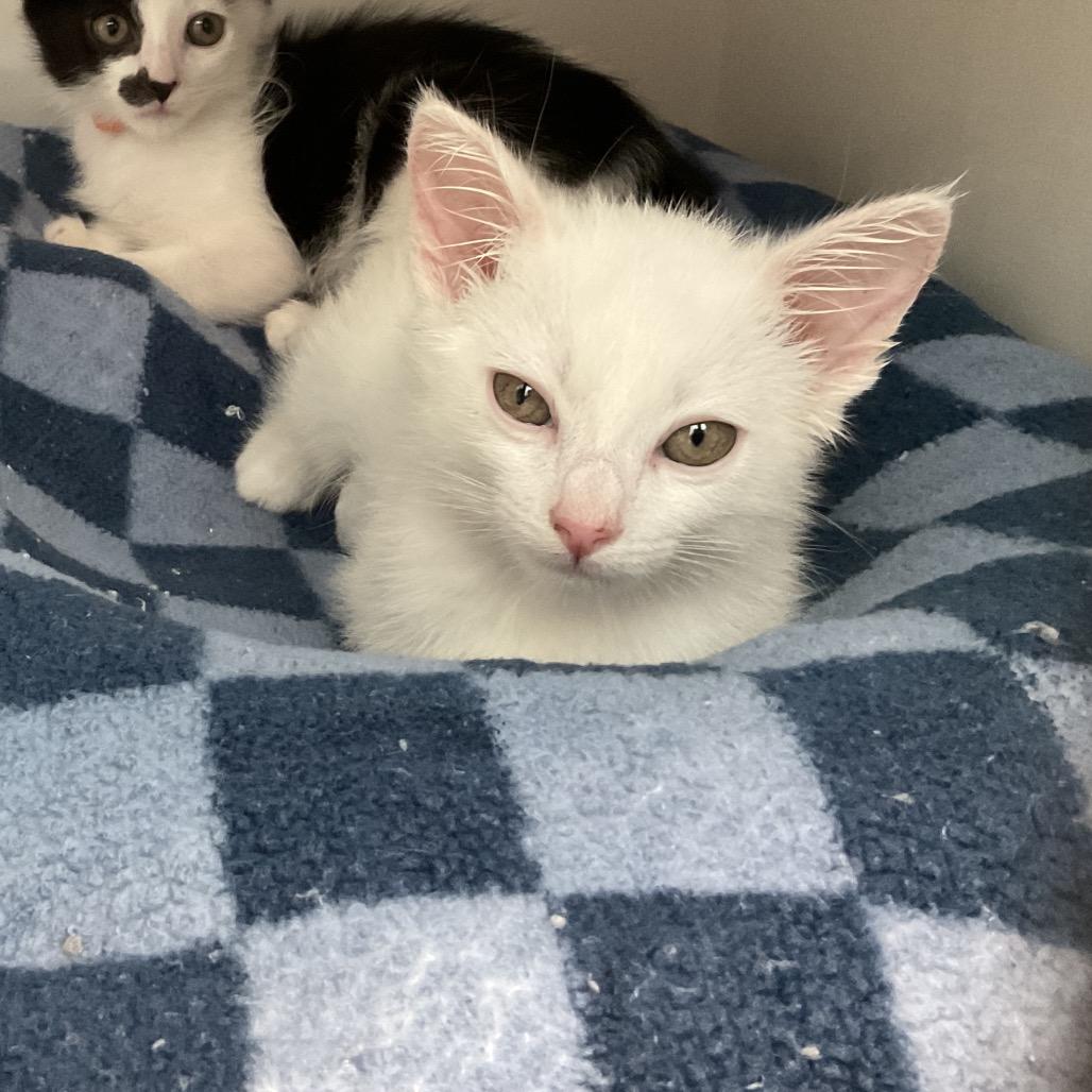 Enlarge Tony the Iceman, a Adoptable Domestic Short Hair in Redwood City, CA image 5/6