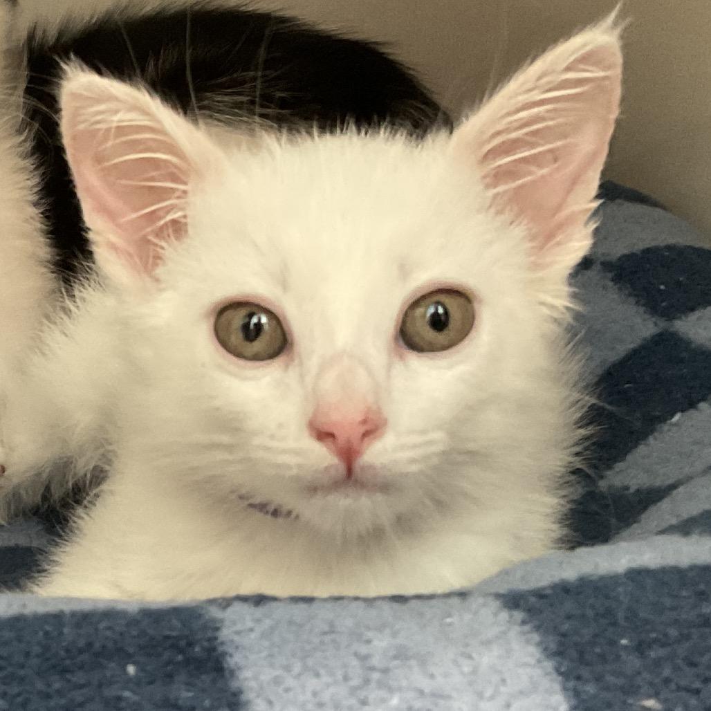 Enlarge Tony the Iceman, a Adoptable Domestic Short Hair in Redwood City, CA image 6/6