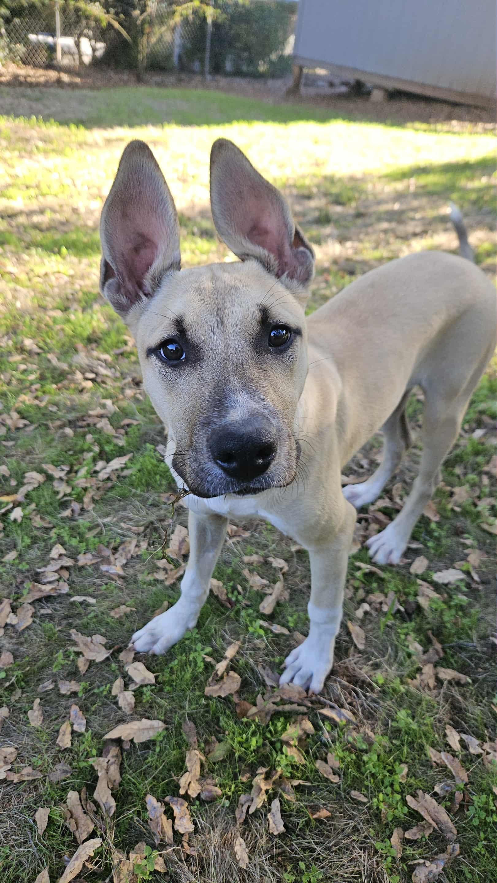 Ari, Adoptable, Young Female American Staffordshire Terrier.
