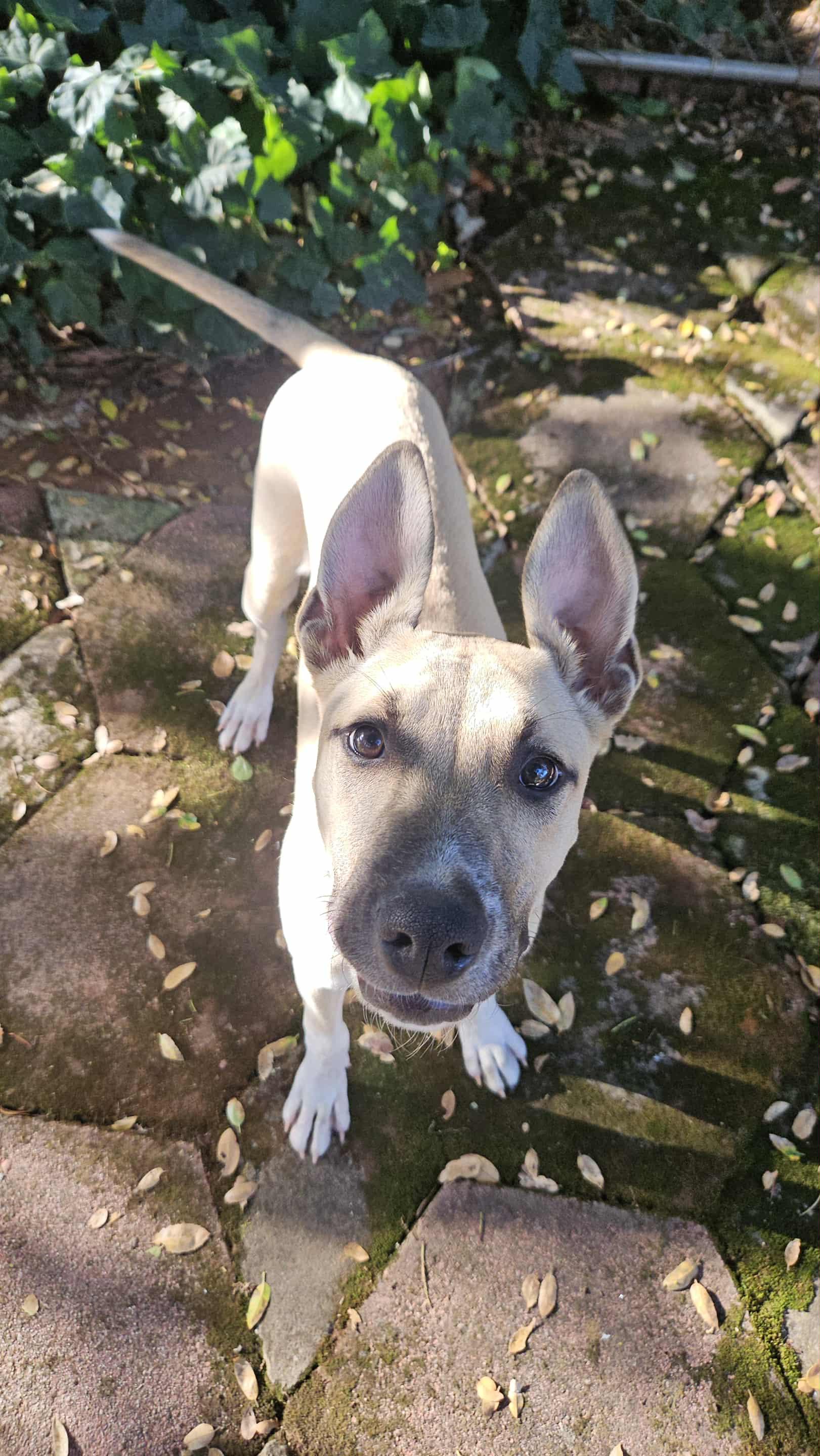 Enlarge Ari, a Adoptable mixed breed in Sacramento, CA image 2/2