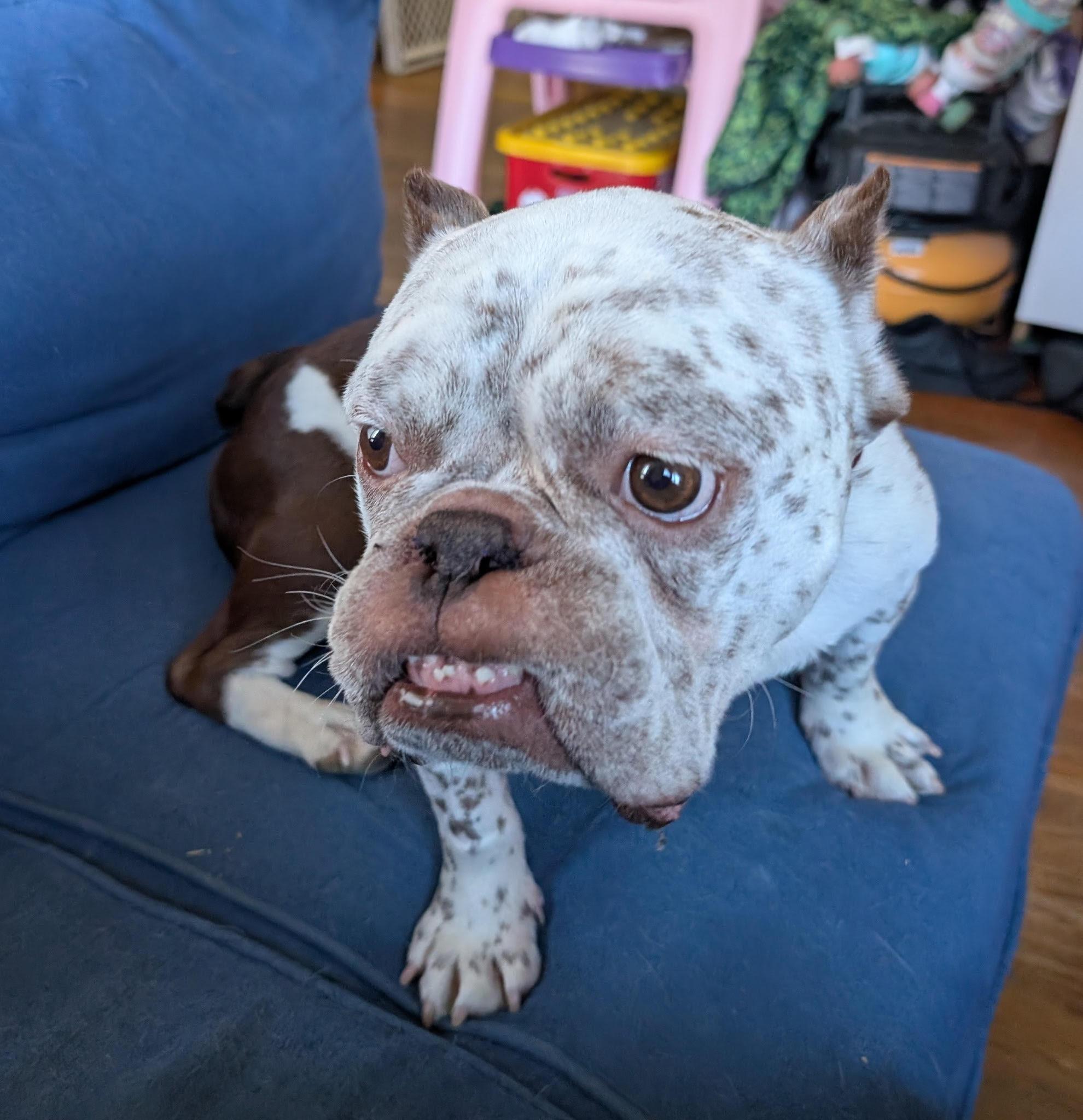 Cannoli — thumbnail 5