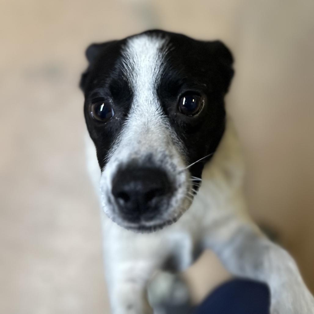 Tilo, Adoptable, Adult Male Mixed Breed.