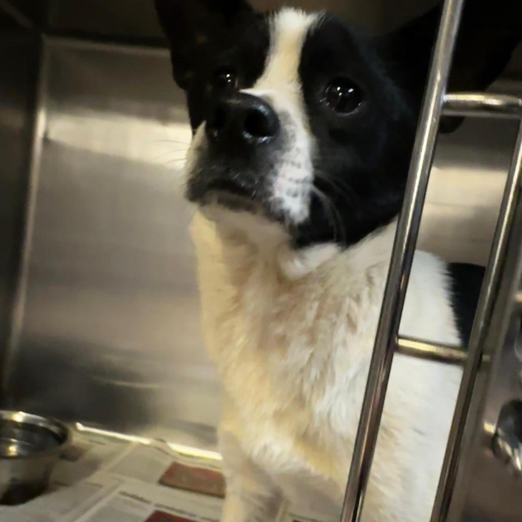 Enlarge Tilo, a Adoptable Mixed Breed in Gadsden, AL image 2/6