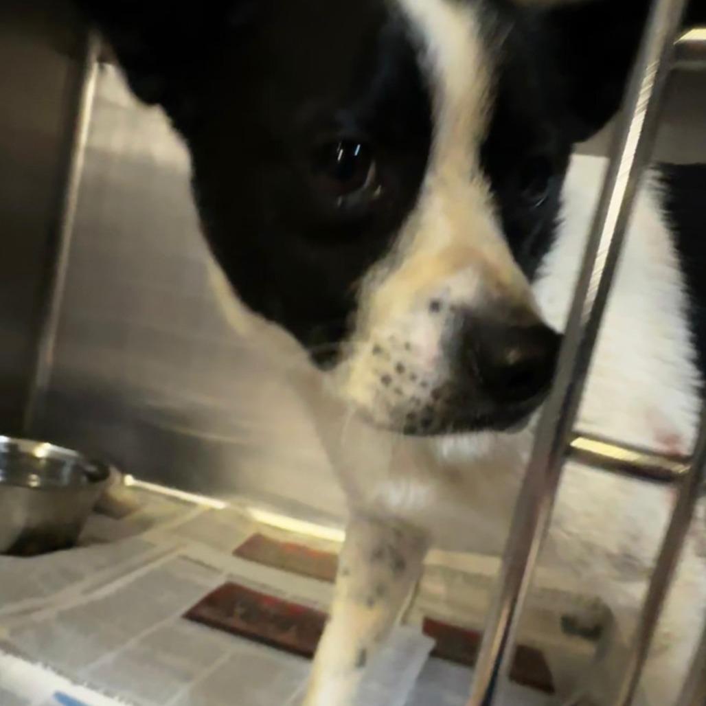 Enlarge Tilo, a Adoptable Mixed Breed in Gadsden, AL image 3/6