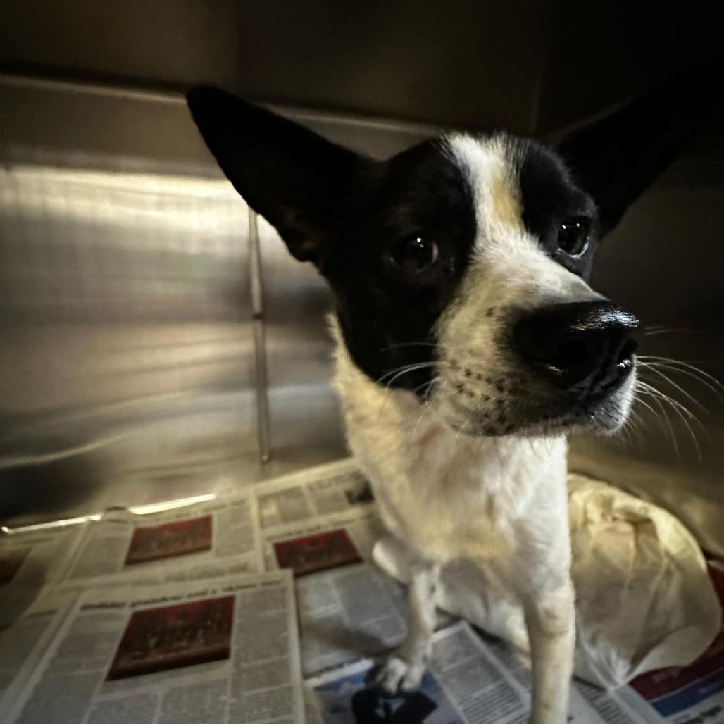 Enlarge Tilo, a Adoptable Mixed Breed in Gadsden, AL image 4/6