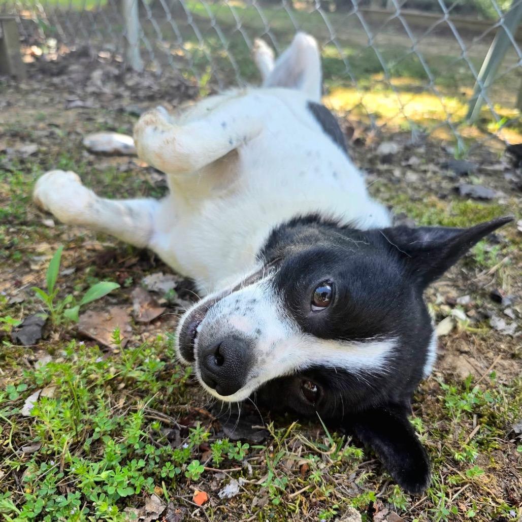 Enlarge Tilo, a Adoptable Mixed Breed in Gadsden, AL image 6/6