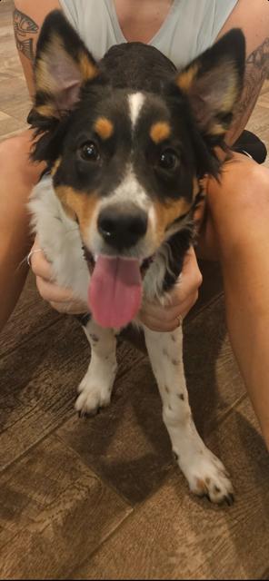 Reese, ADOPTABLE, Puppy Male Australian Shepherd.