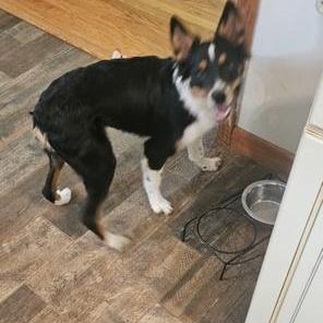 Enlarge Reese, a ADOPTABLE Australian Shepherd in knoxville , TN image 2/2