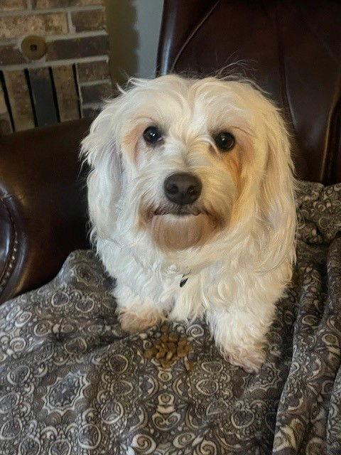Enlarge Bella, a Adopted Coton de Tulear in Fort Wayne, IN image 1/2