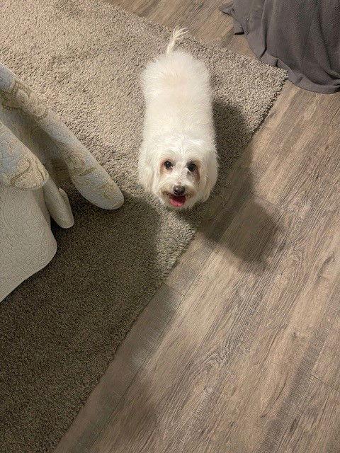 Enlarge Bella, a Adopted Coton de Tulear in Fort Wayne, IN image 2/2