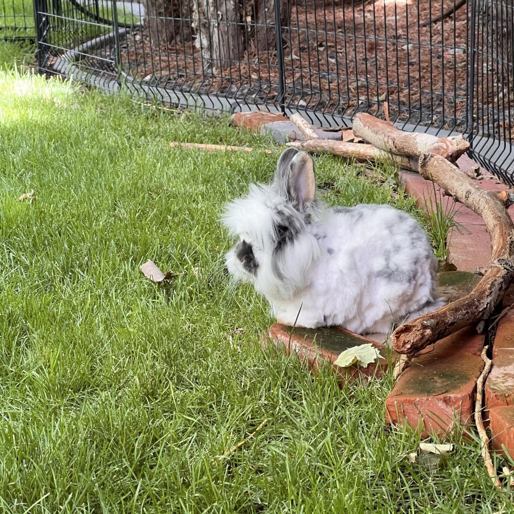 Linus photo