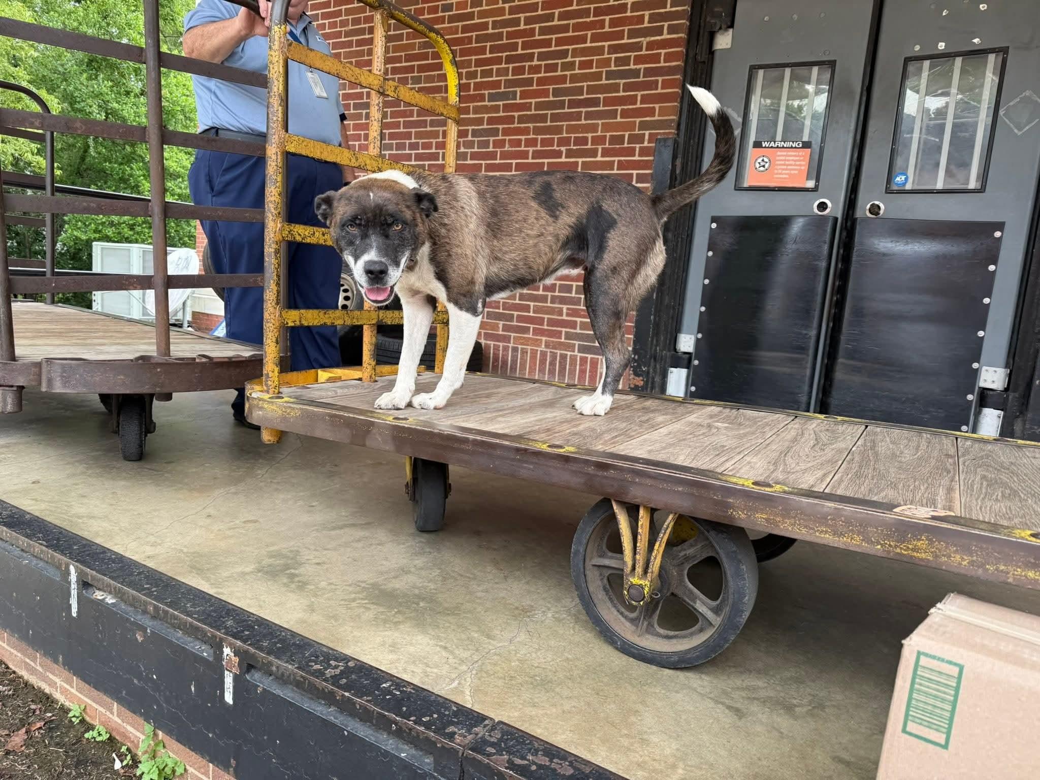 Enlarge Posty, a Adoptable mixed breed in Greensboro, AL image 1/3