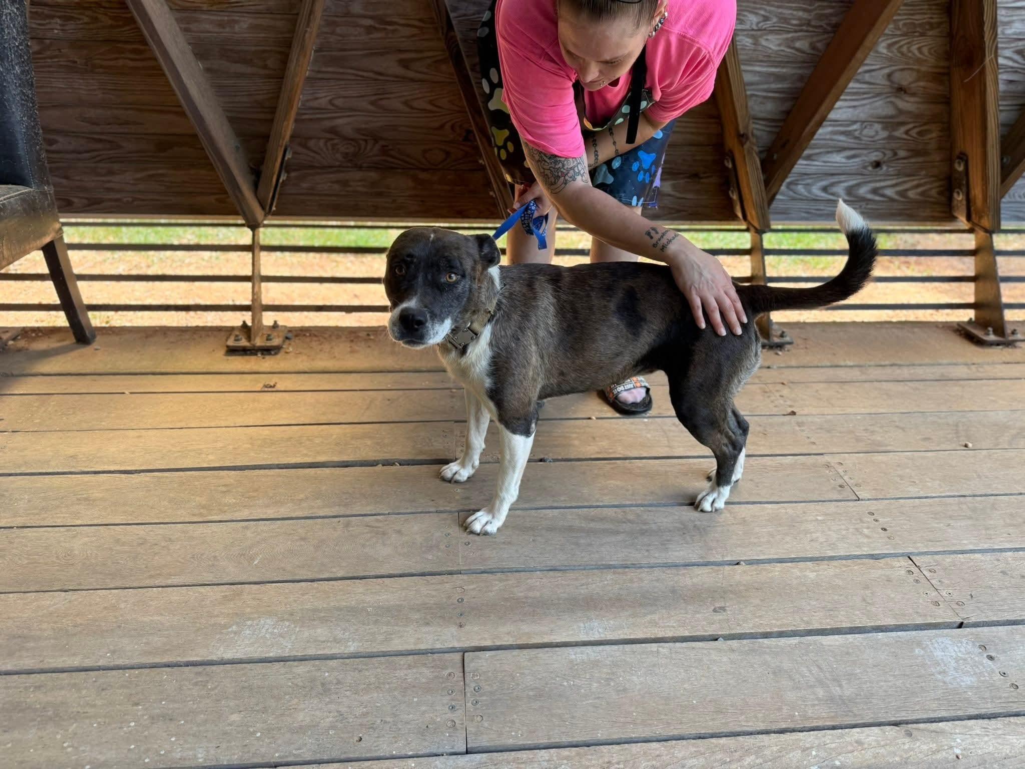 Enlarge Posty, a Adoptable mixed breed in Greensboro, AL image 2/3