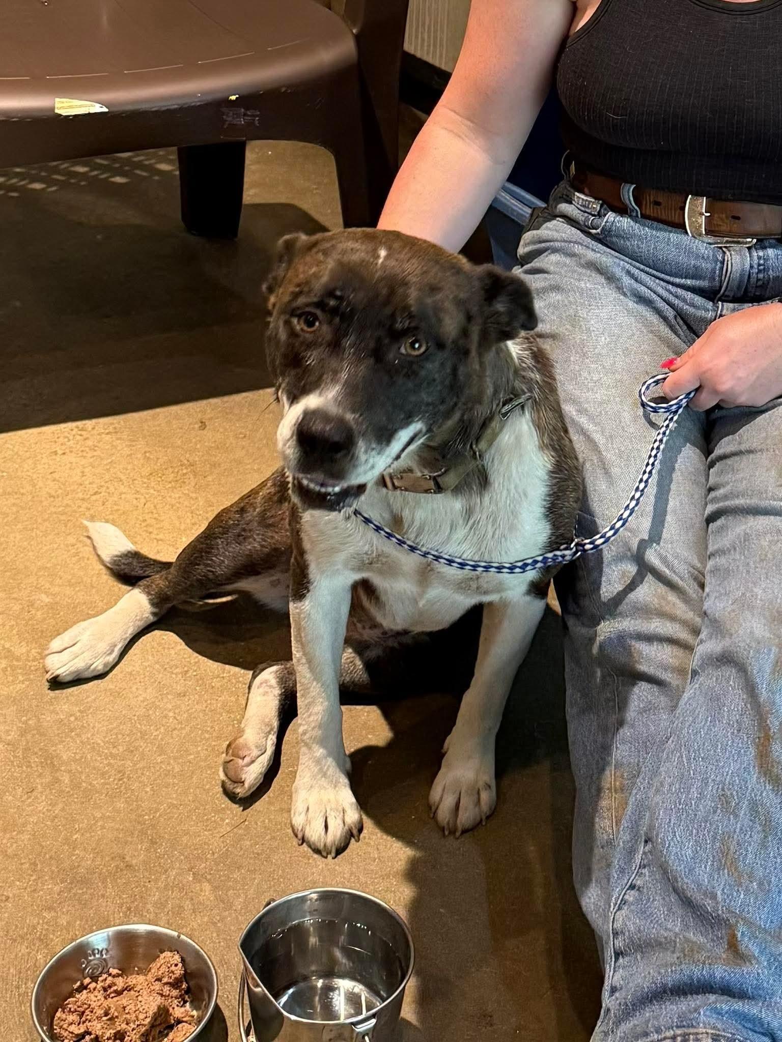 Enlarge Posty, a Adoptable mixed breed in Greensboro, AL image 3/3