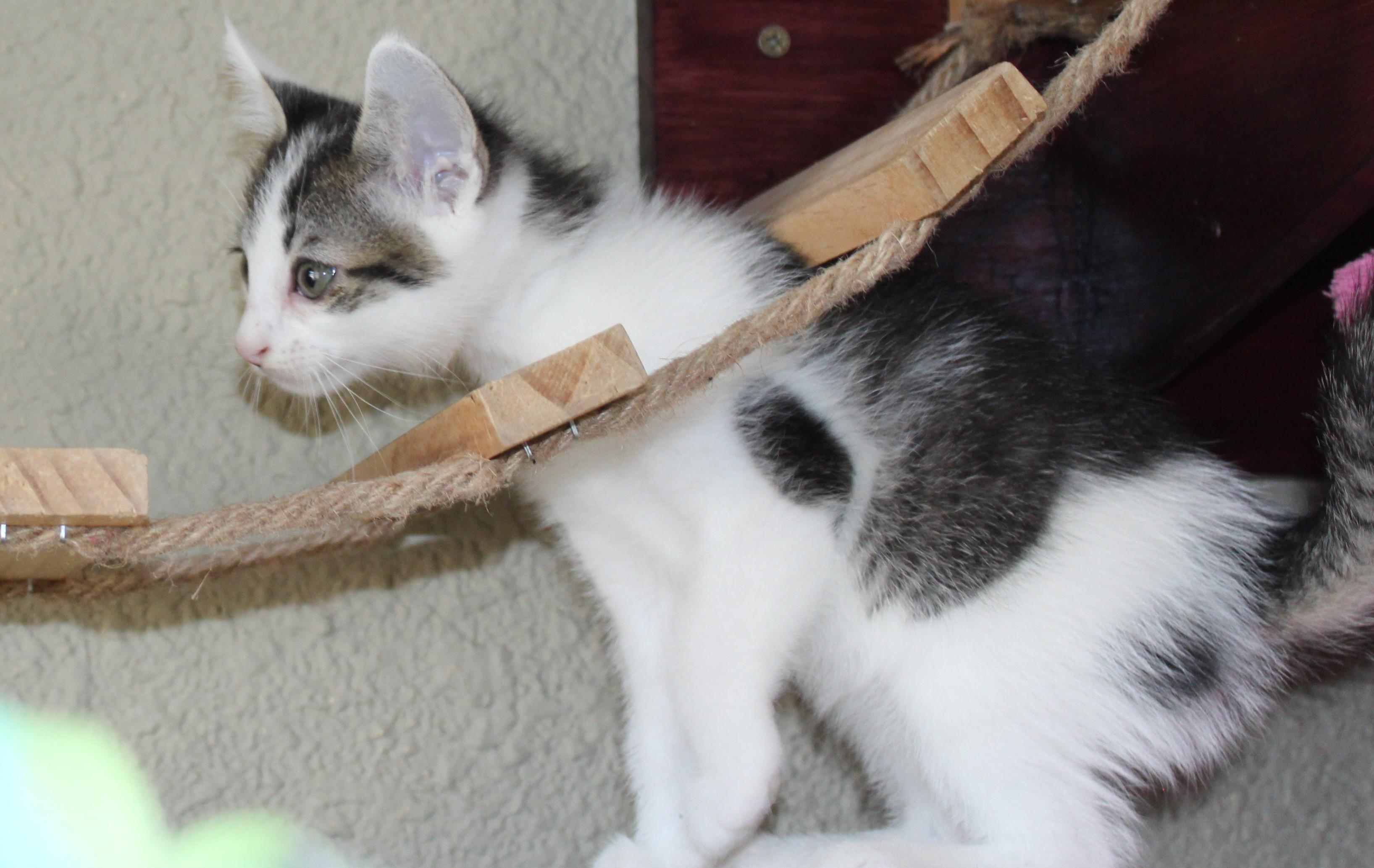 Spot, a Adoptable mixed breed in Huron, SD image 1/5