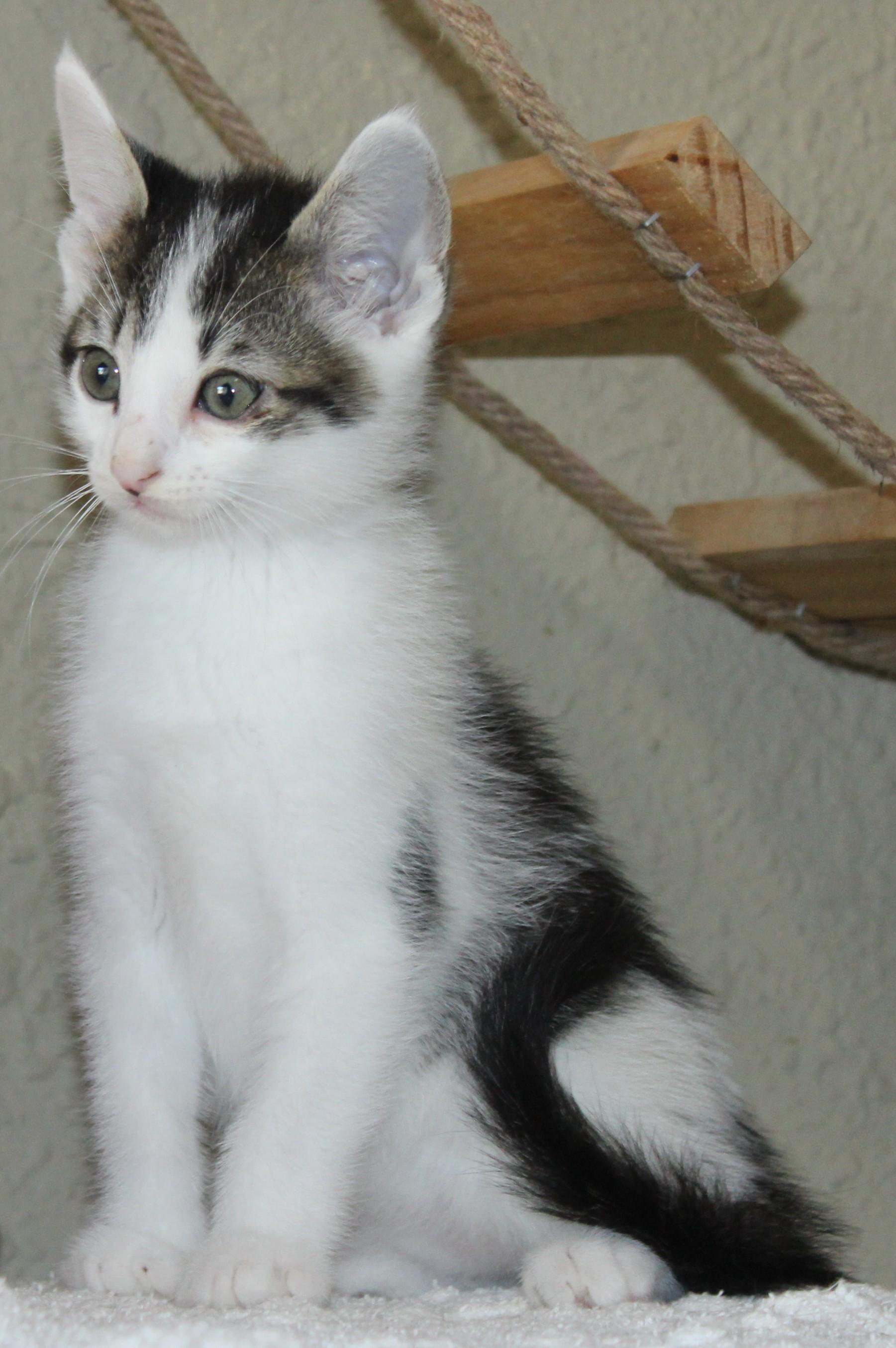 Spot, a Adoptable mixed breed in Huron, SD image 2/5