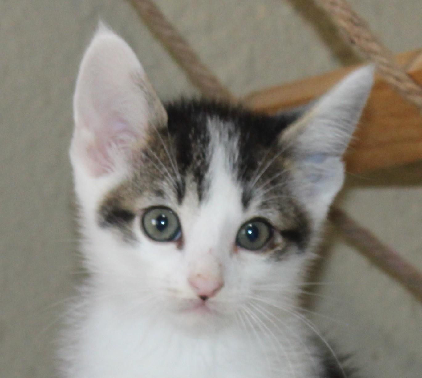 Spot, a Adoptable mixed breed in Huron, SD image 3/5