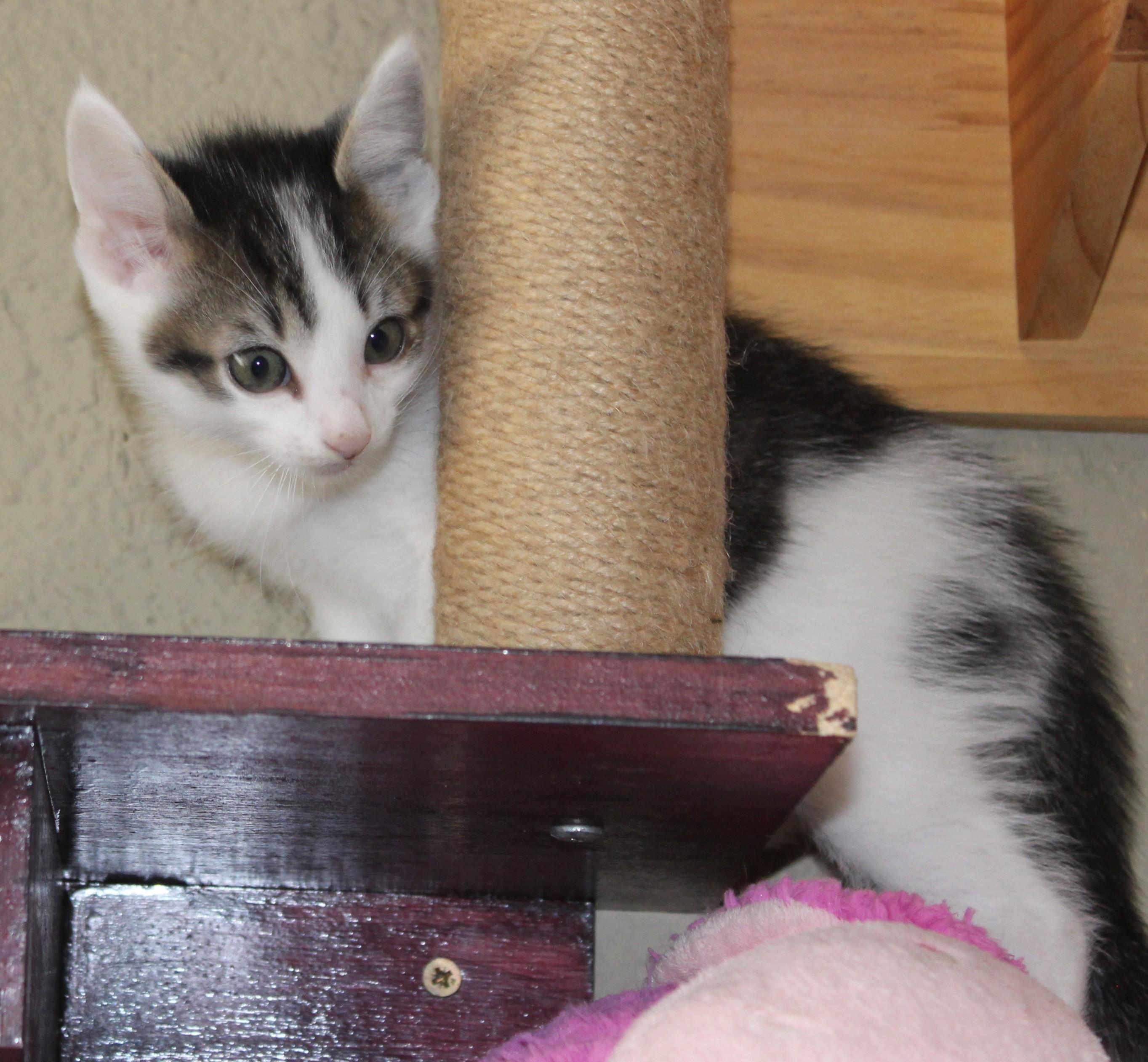 Spot, a Adoptable mixed breed in Huron, SD image 4/5