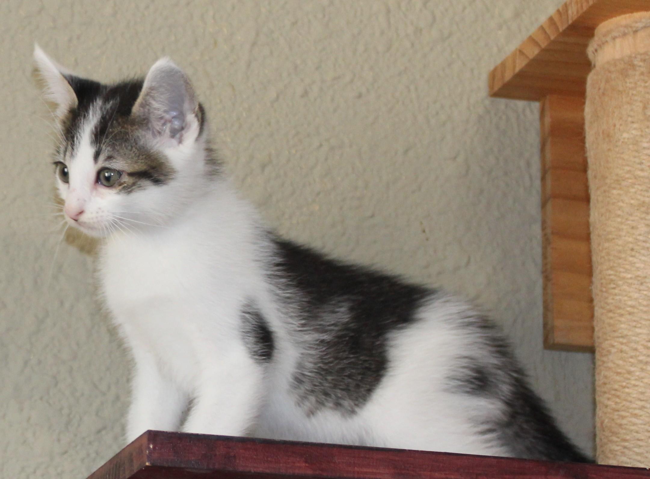 Spot, a Adoptable mixed breed in Huron, SD image 5/5