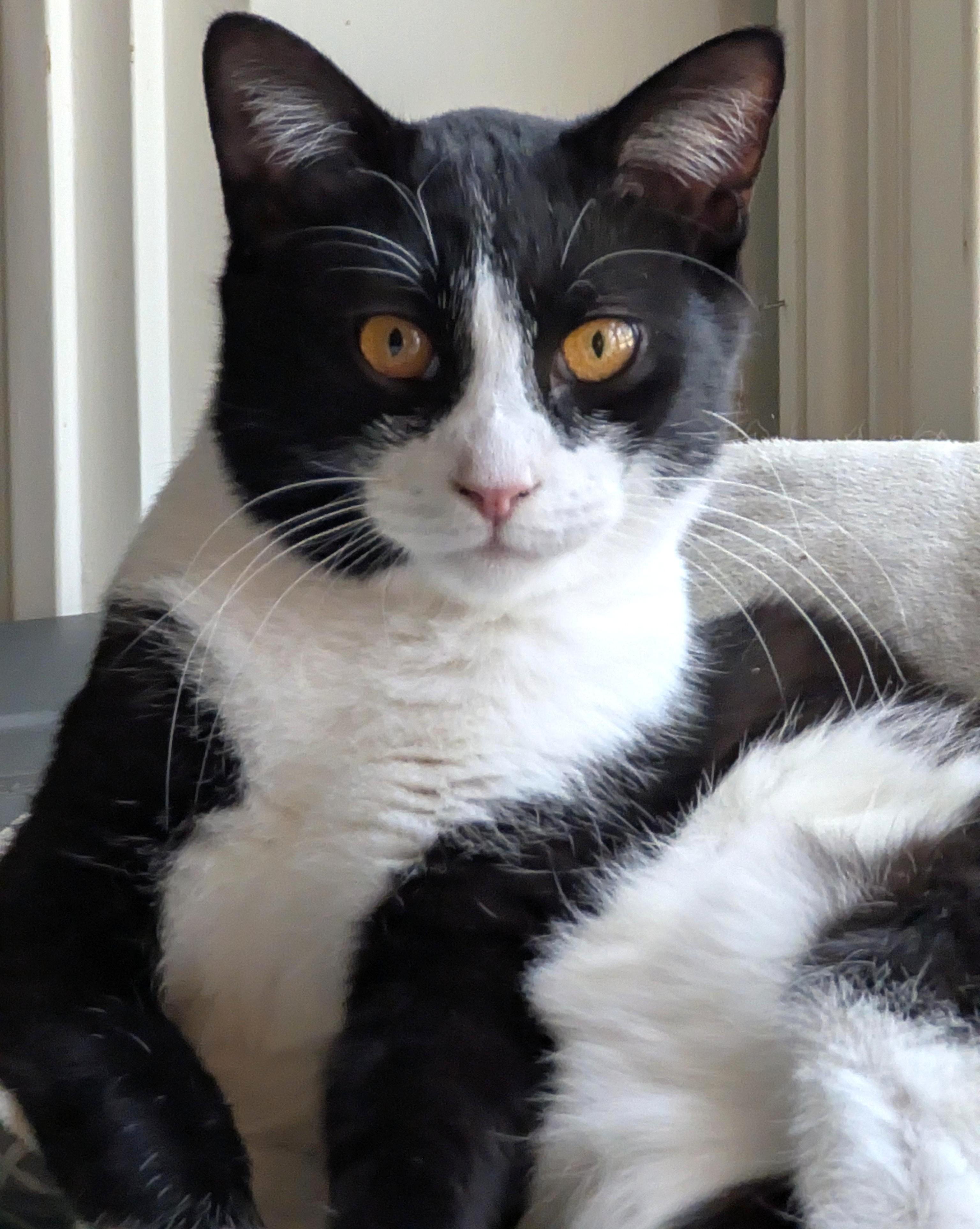 Enlarge Zorro, a ADOPTABLE Tuxedo in Jamaica Plain, MA image 1/2