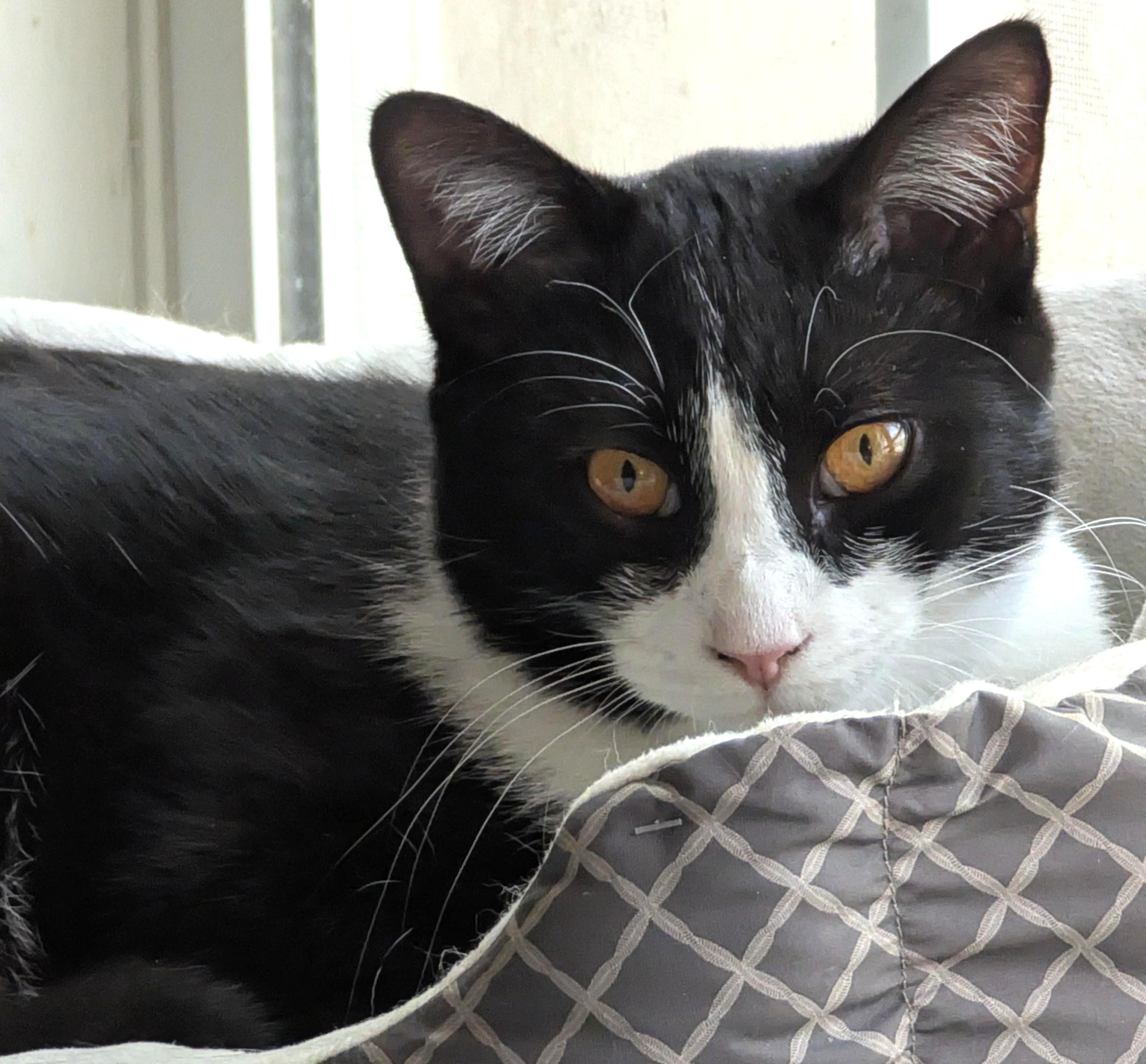 Enlarge Zorro, a ADOPTABLE Tuxedo in Jamaica Plain, MA image 2/2