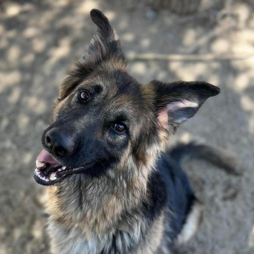 Moon, a Adoptable German Shepherd Dog in Stagecoach, NV image 1/3