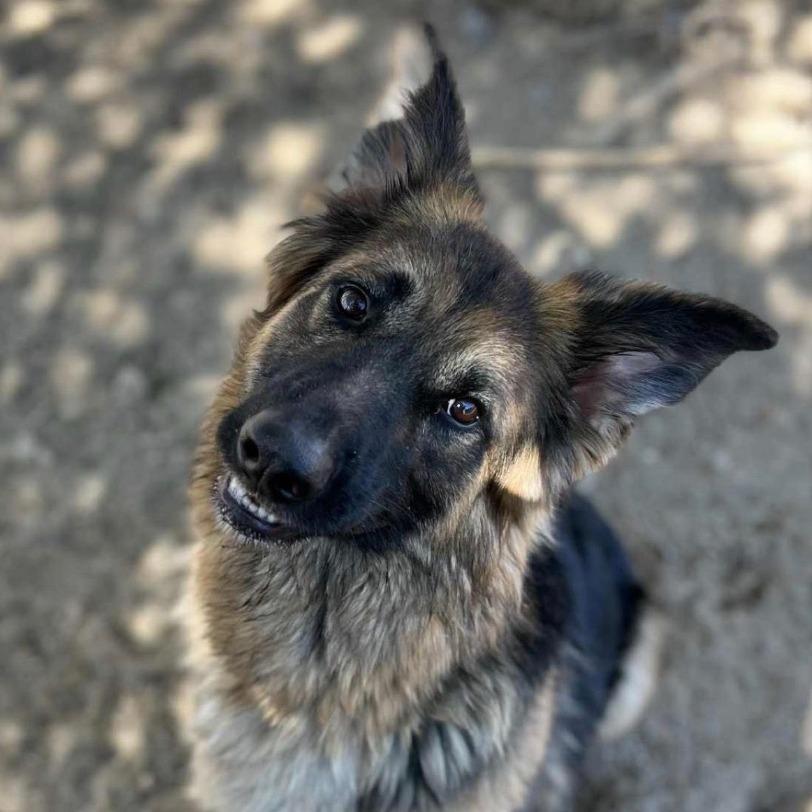 Moon, a Adoptable German Shepherd Dog in Stagecoach, NV image 2/3