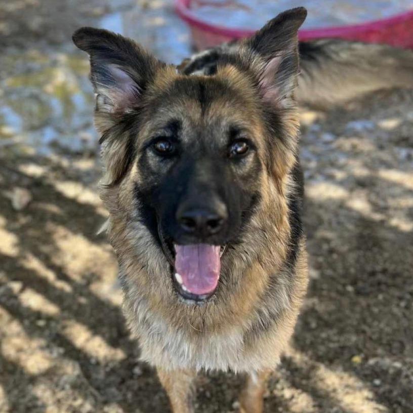 Moon, a Adoptable German Shepherd Dog in Stagecoach, NV image 3/3