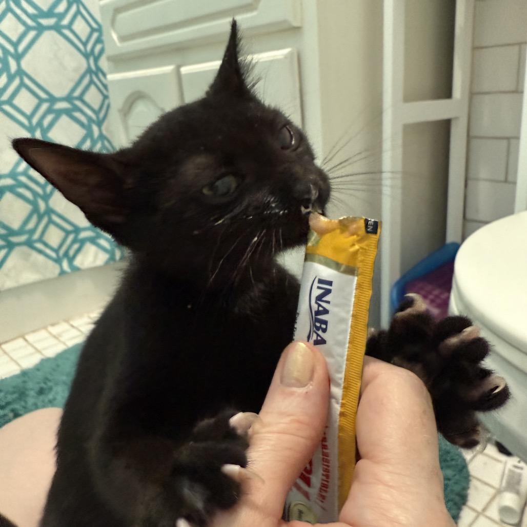 Damita, Adoptable, Young Male Domestic Short Hair.